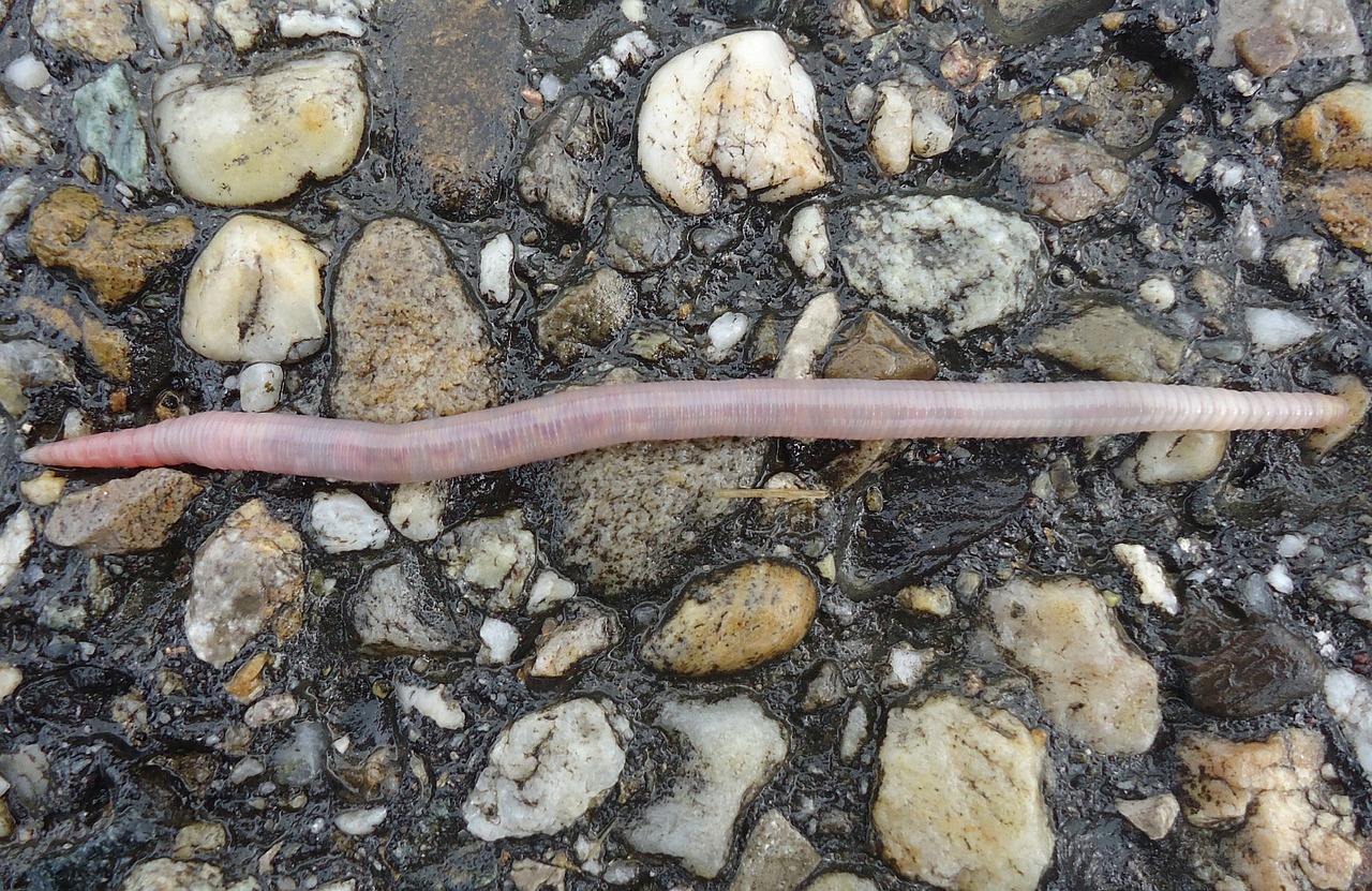 earthworm wet moist free photo