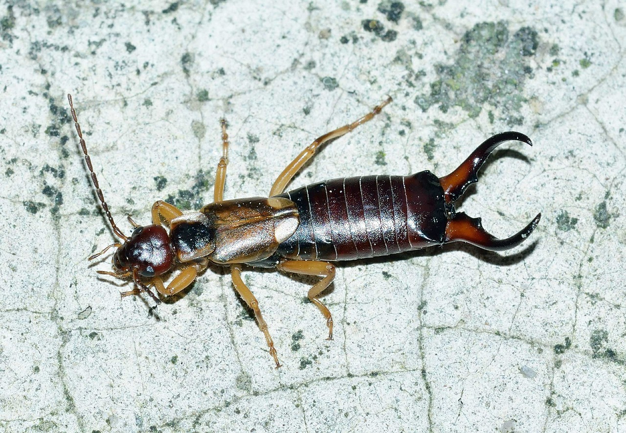 earwig insects forticula free photo