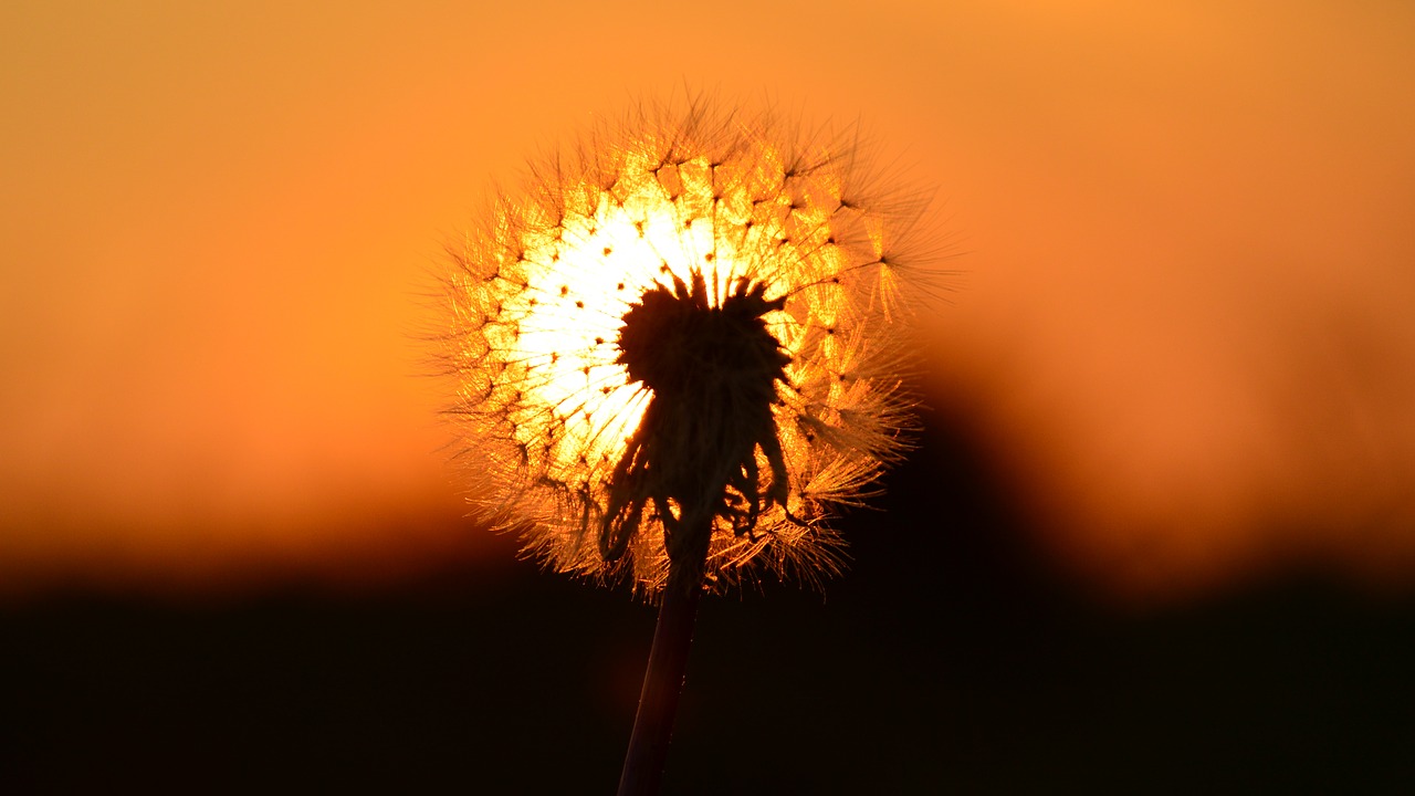 east sun dandelion free photo