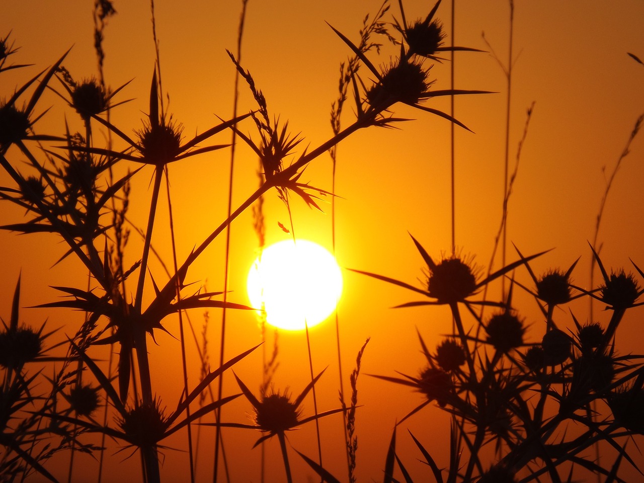 east sun thorns free photo