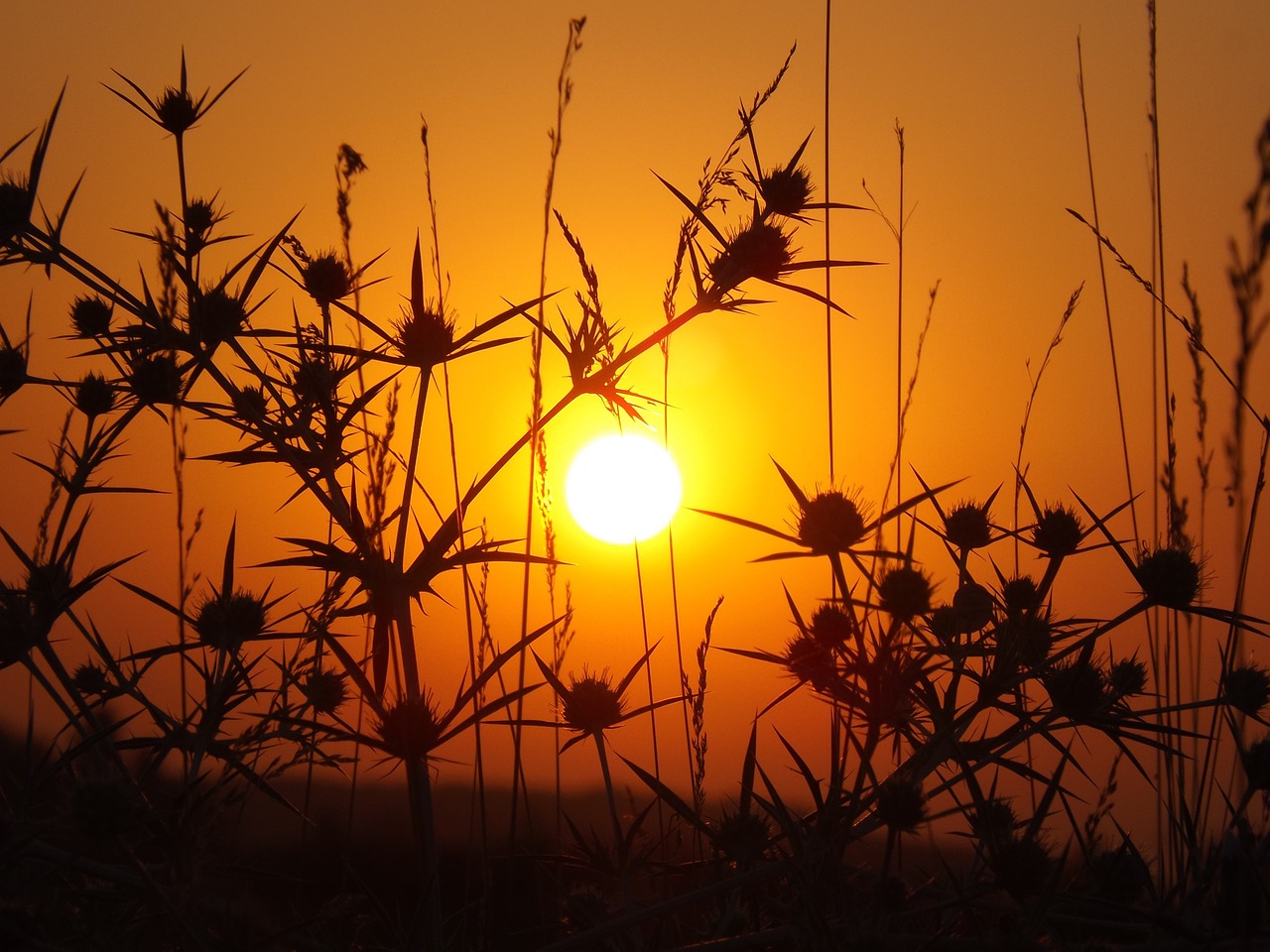 east sun thorns free photo