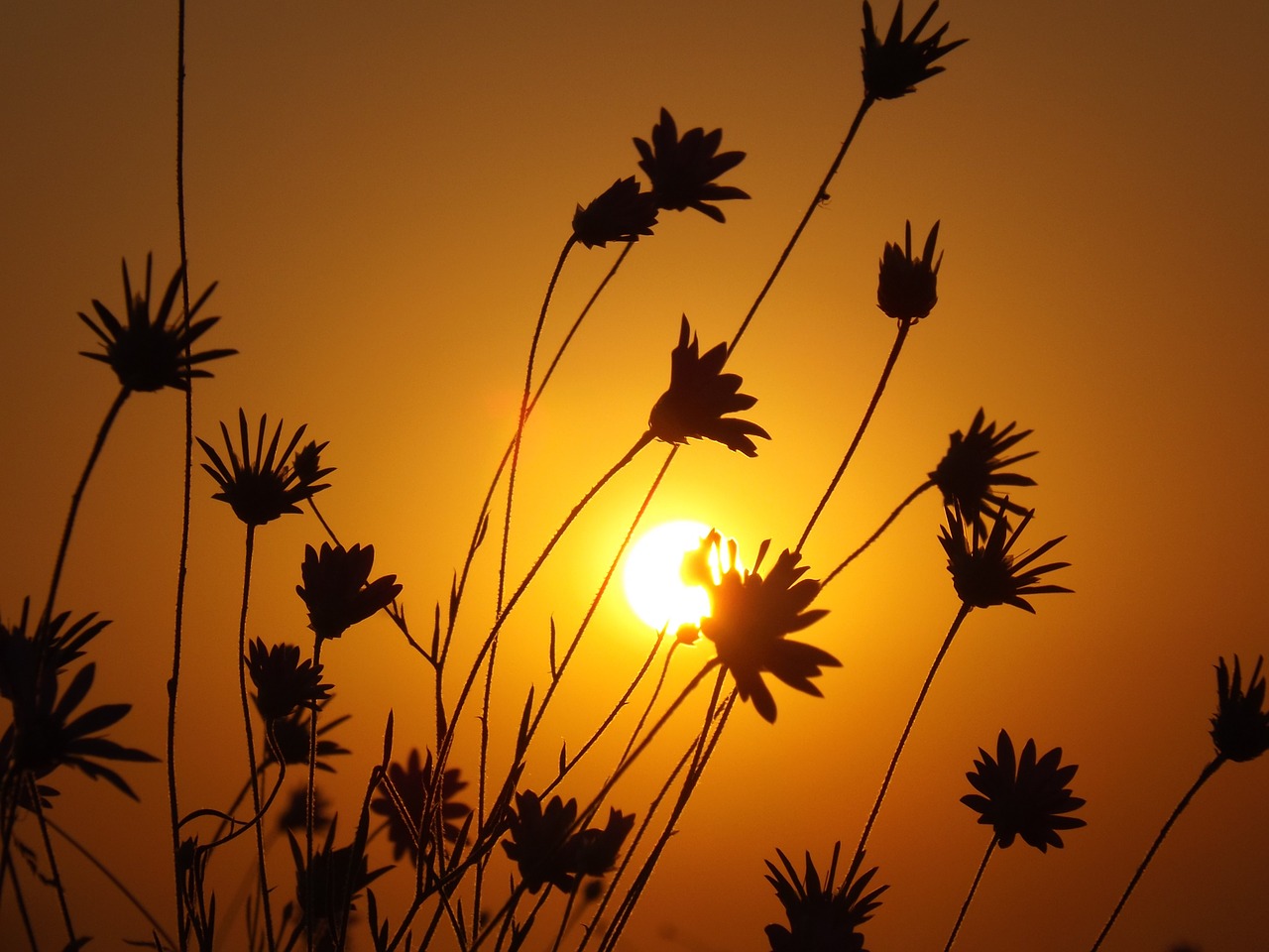 east sun flowers free photo