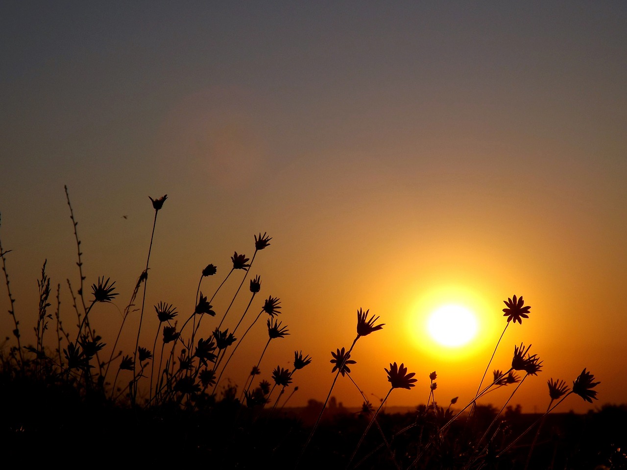 east sun flowers free photo