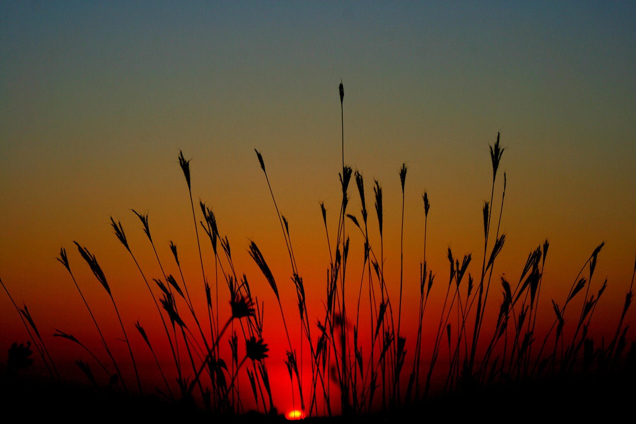 east sun grass free photo