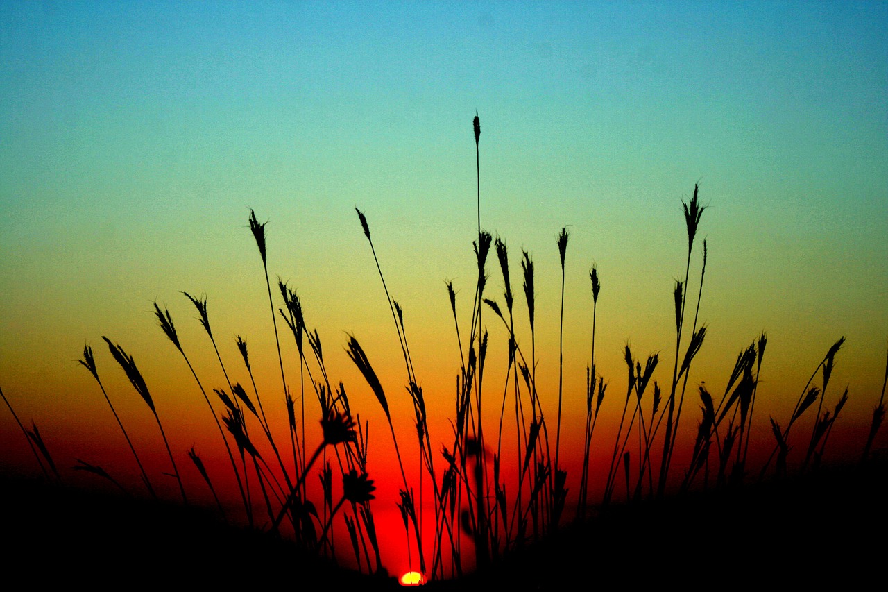 east sun grass free photo