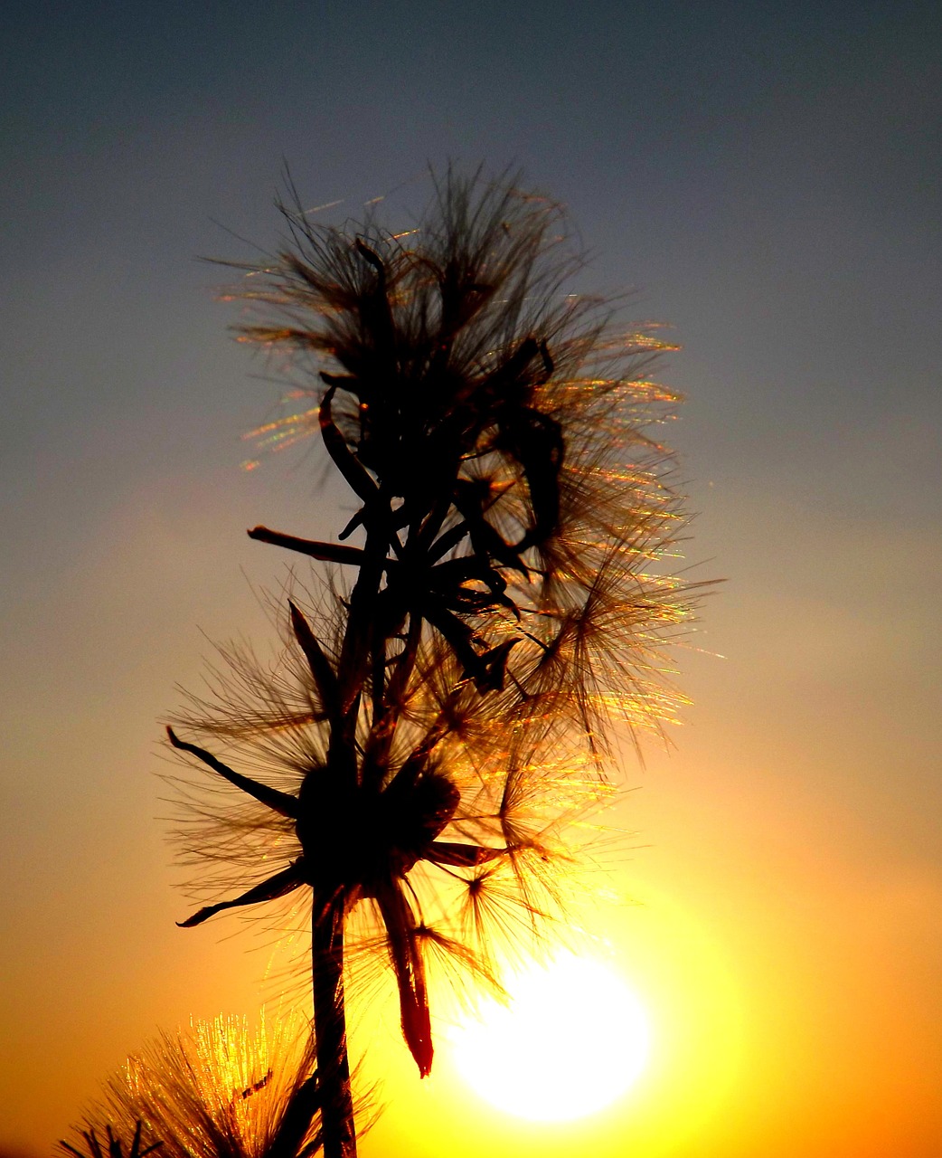 east dandelion plants free photo