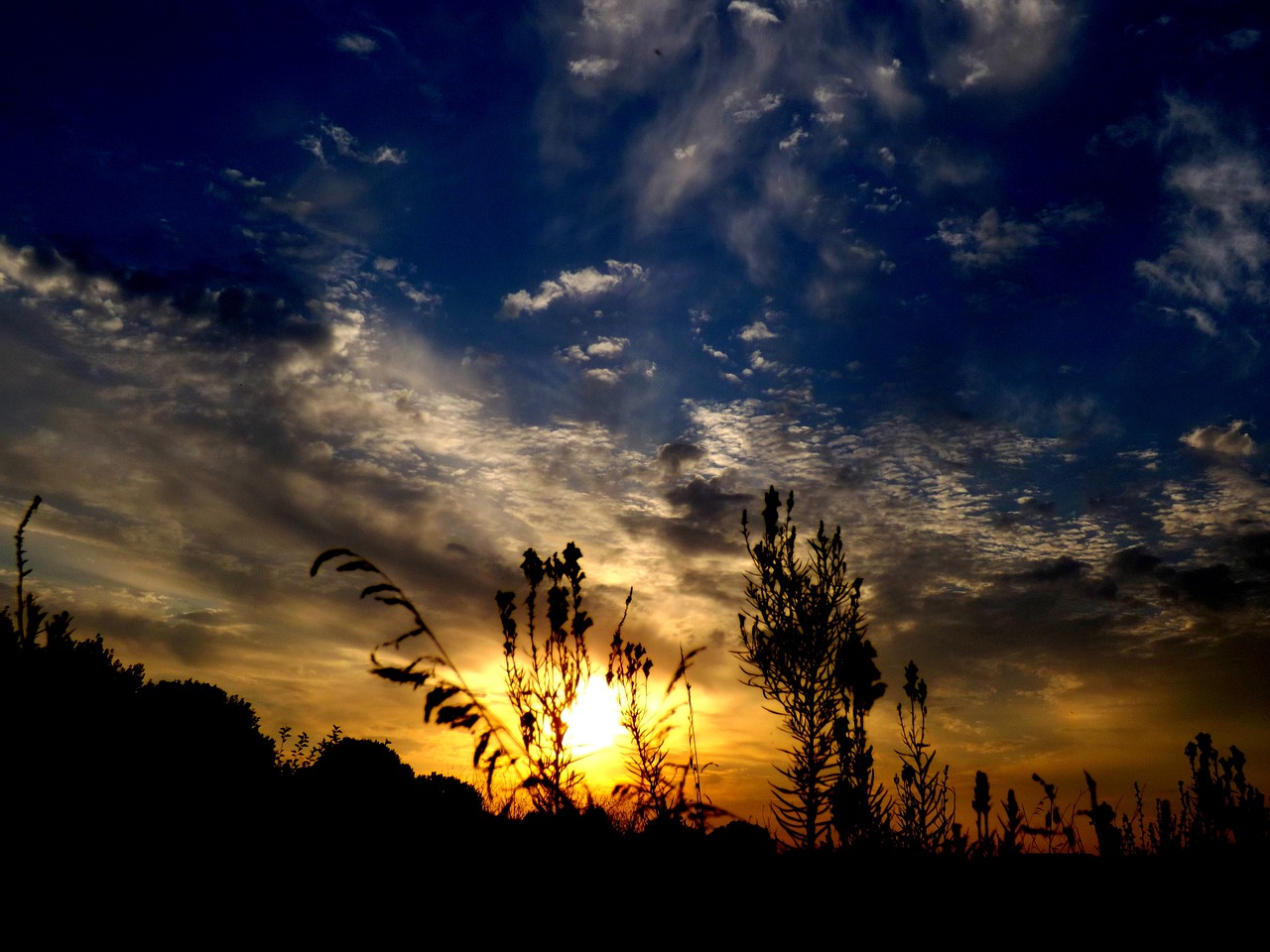 east flower cloud free photo