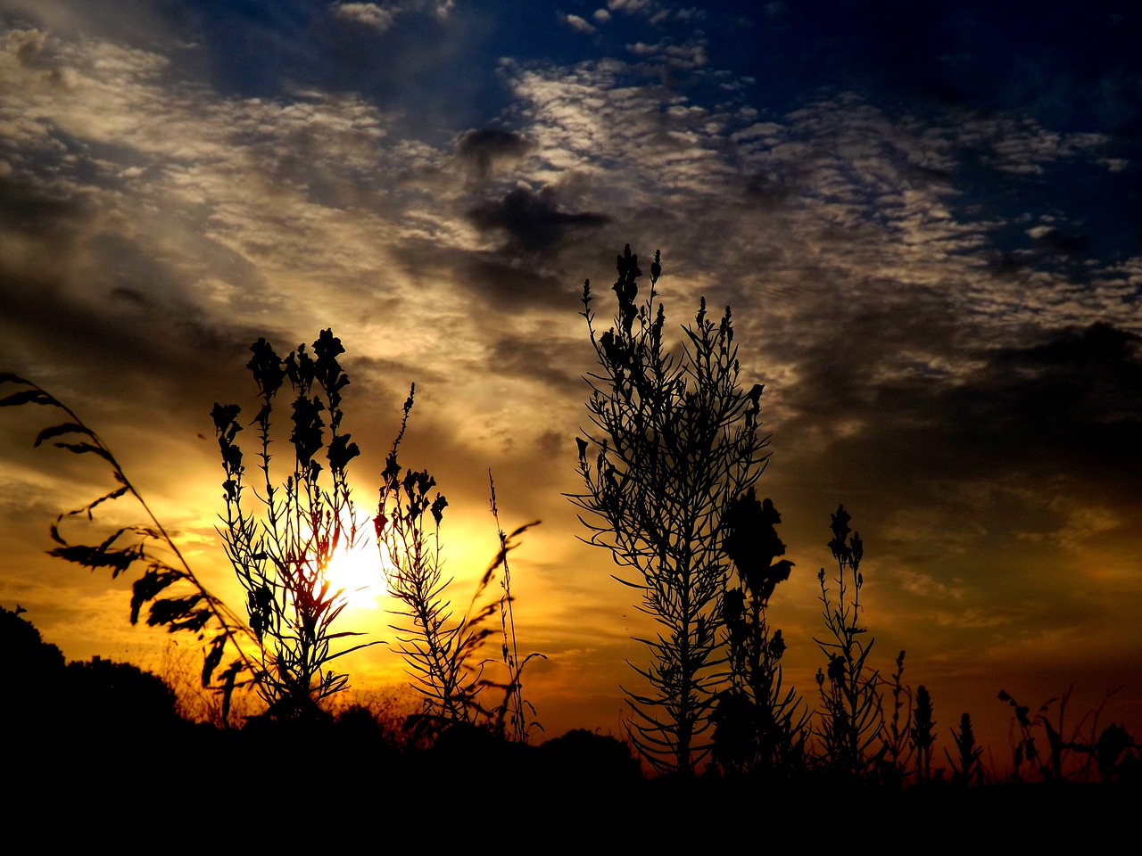 east flower cloud free photo