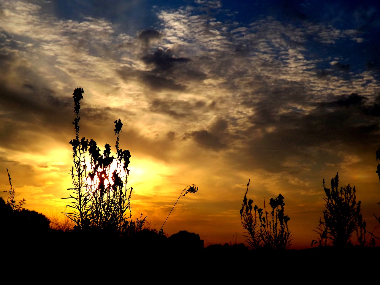 east flower cloud free photo