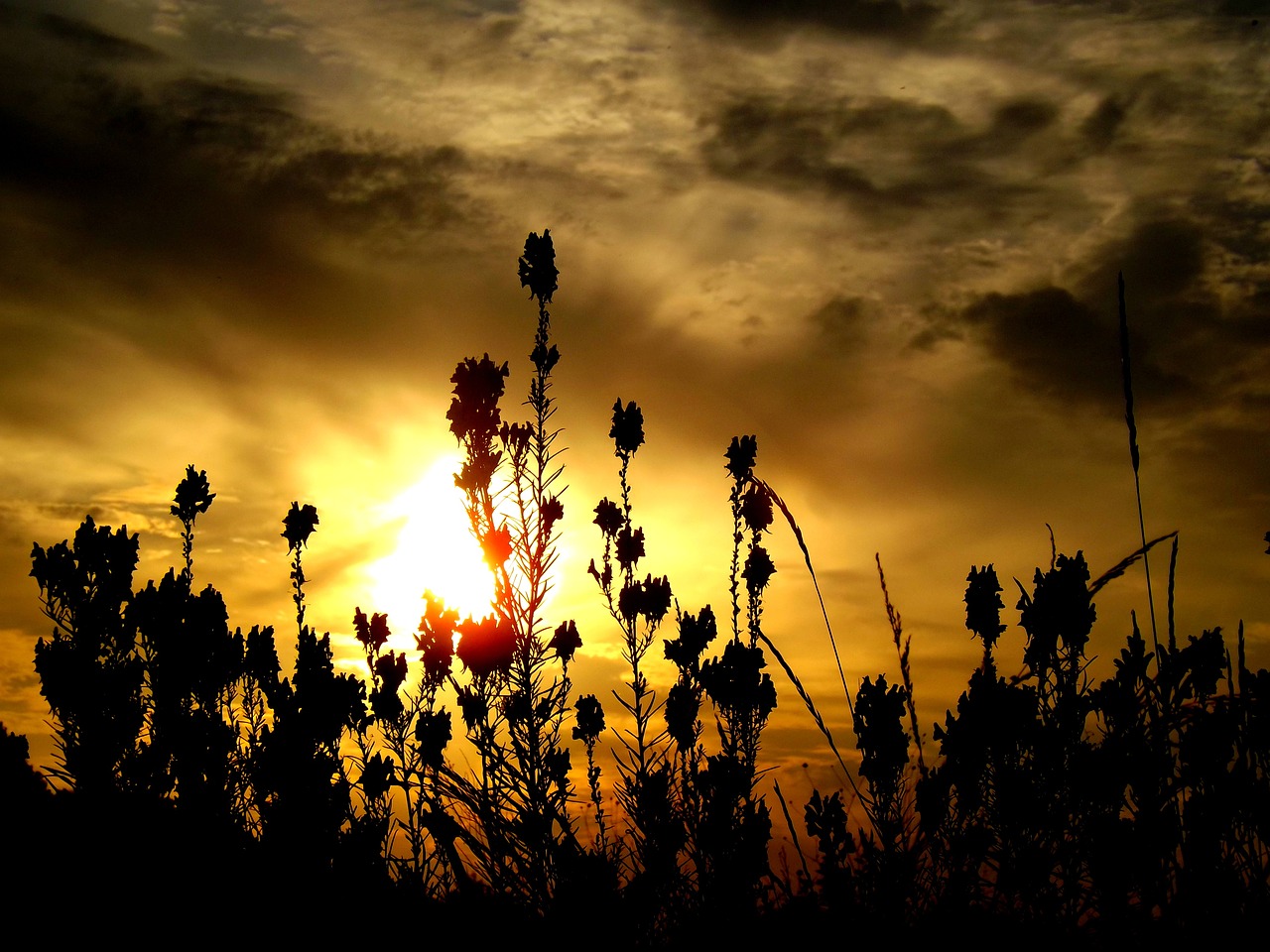 east flower cloud free photo