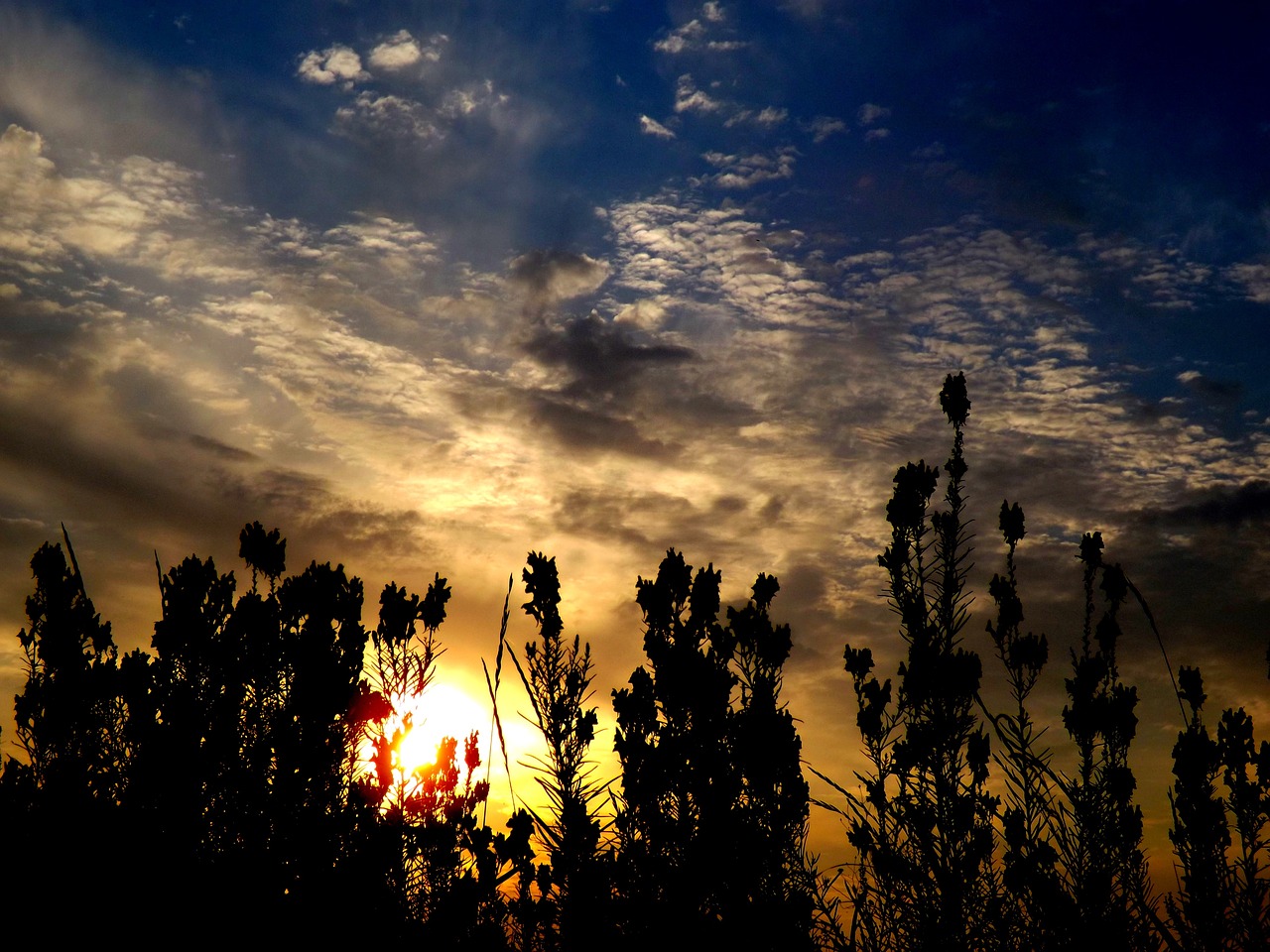 east flower cloud free photo