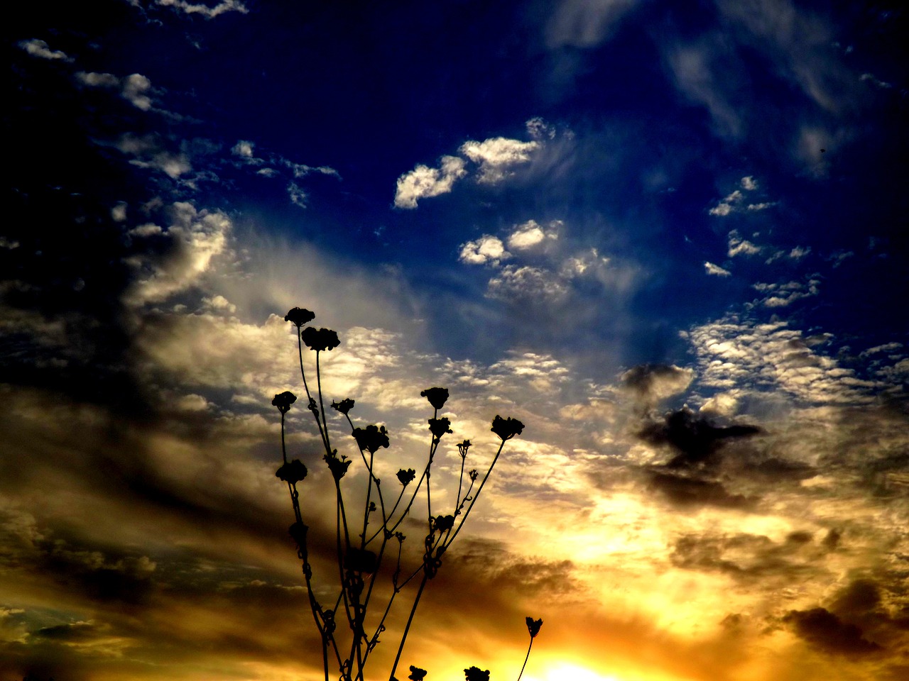 east flower cloud free photo