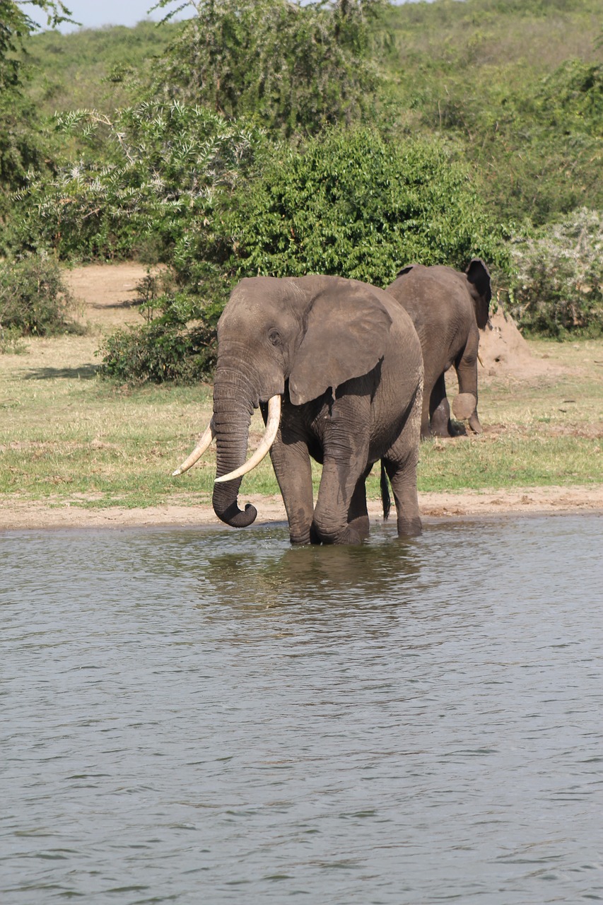 east africa  safari  kenya free photo