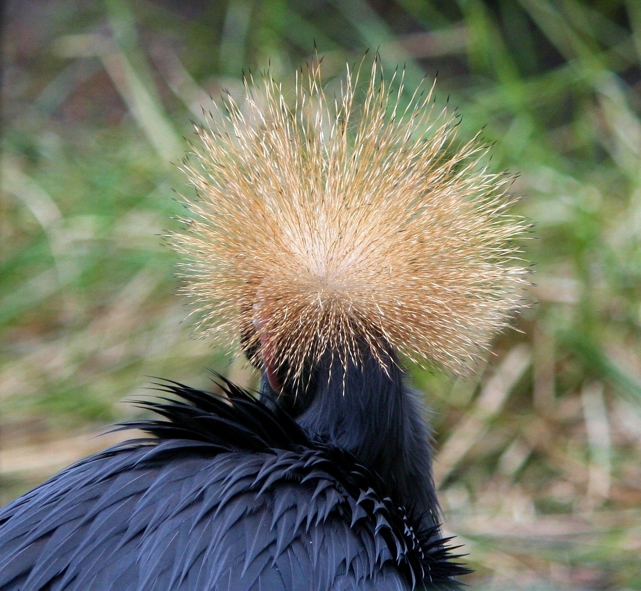 east african crowned crane crowned national free photo