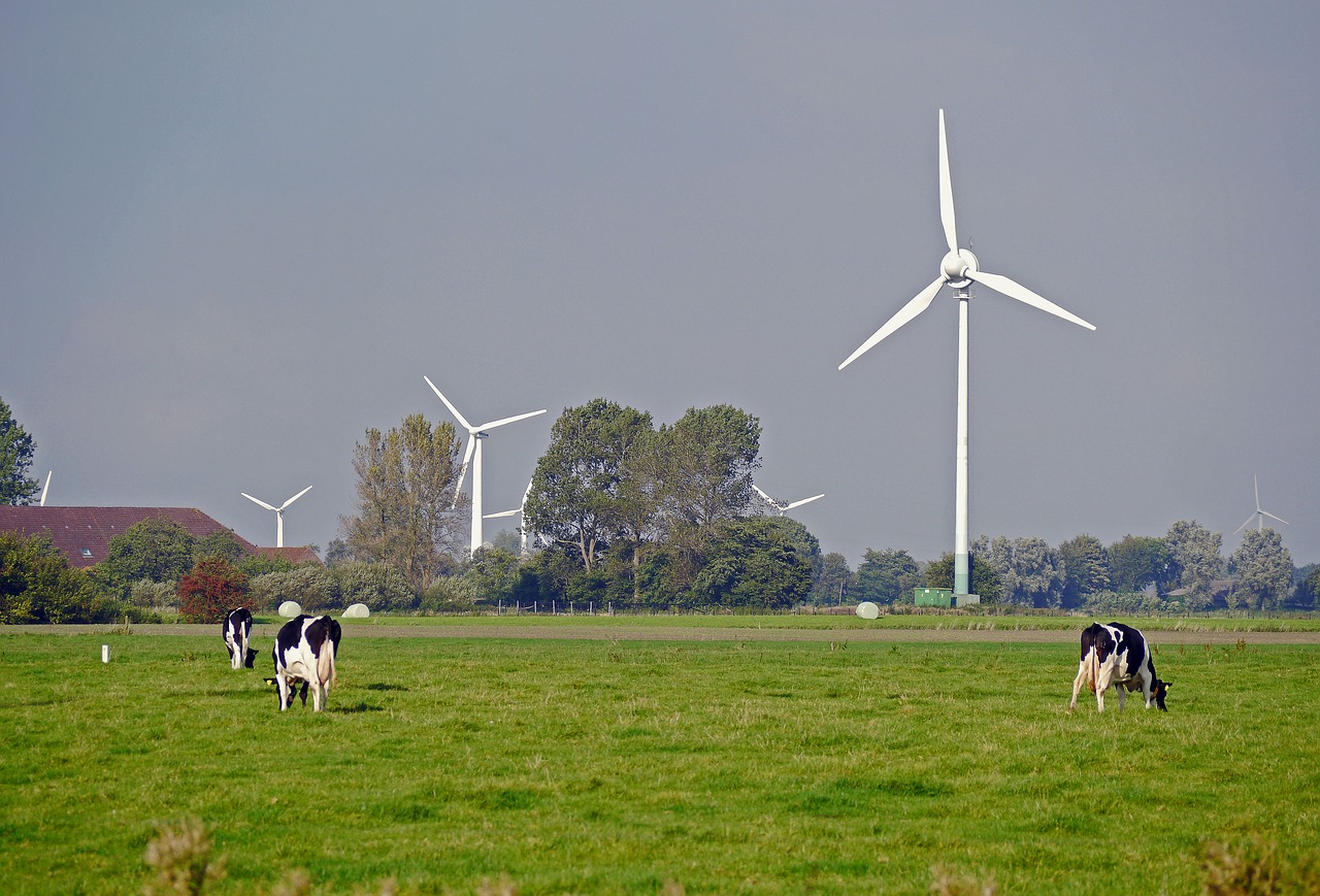 east frisia pasture dairy farming free photo