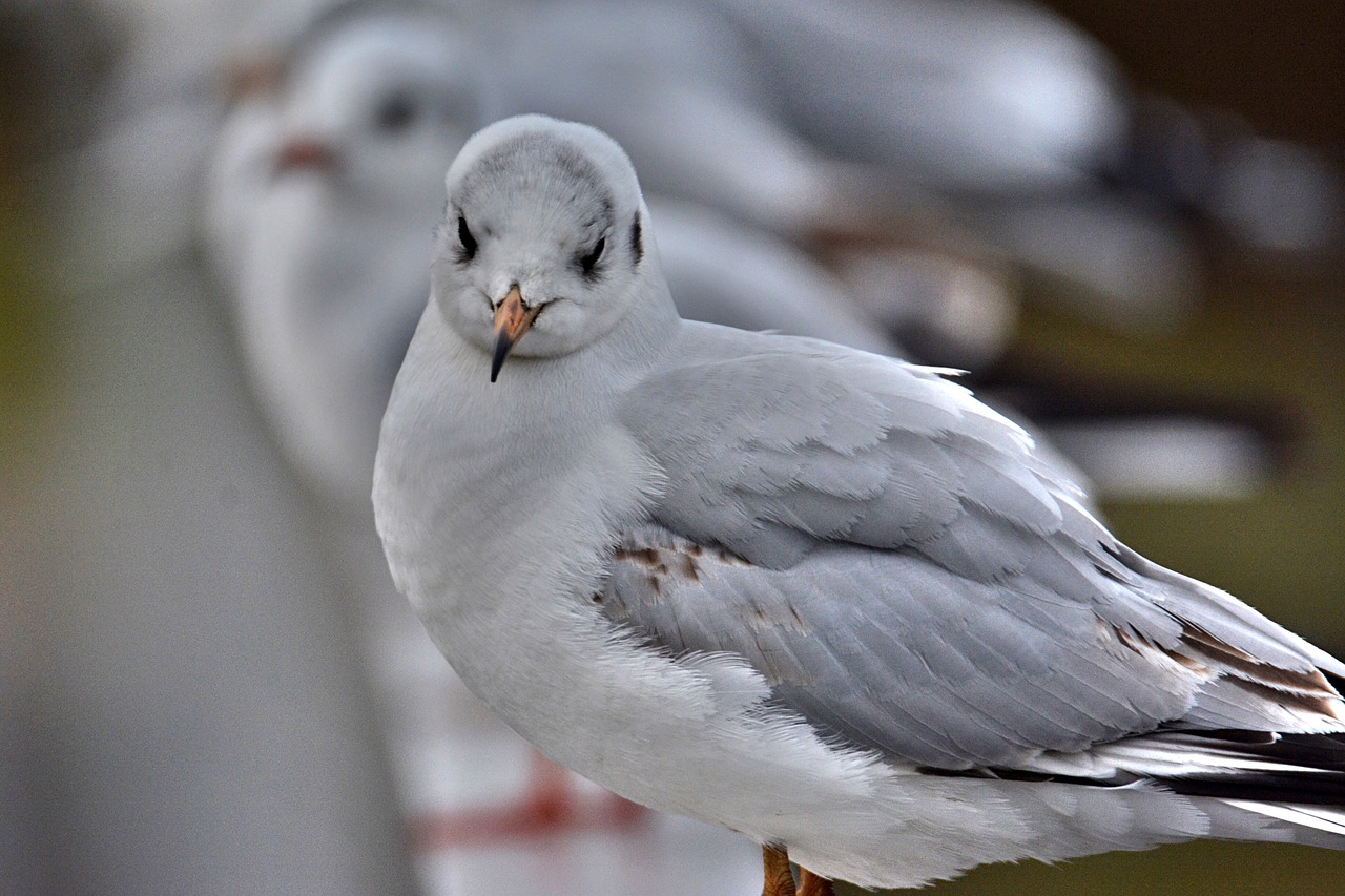 east frisia seagull cheeky free photo