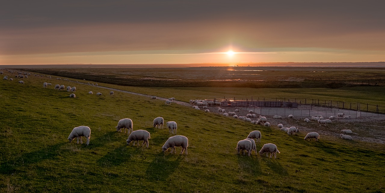 east frisia sheep dike free photo
