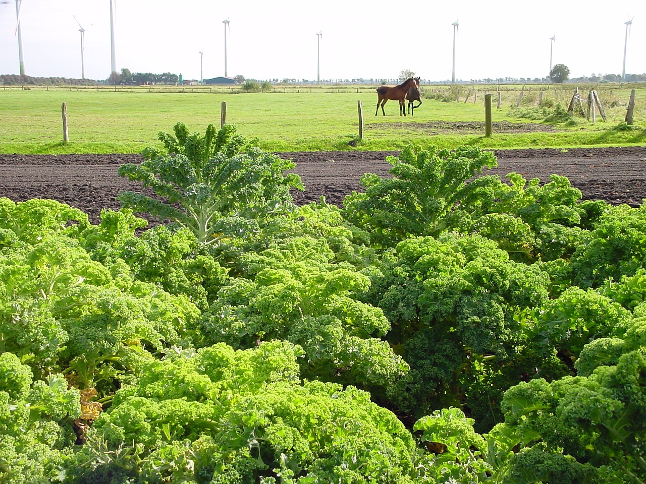 east frisia kale farm free photo