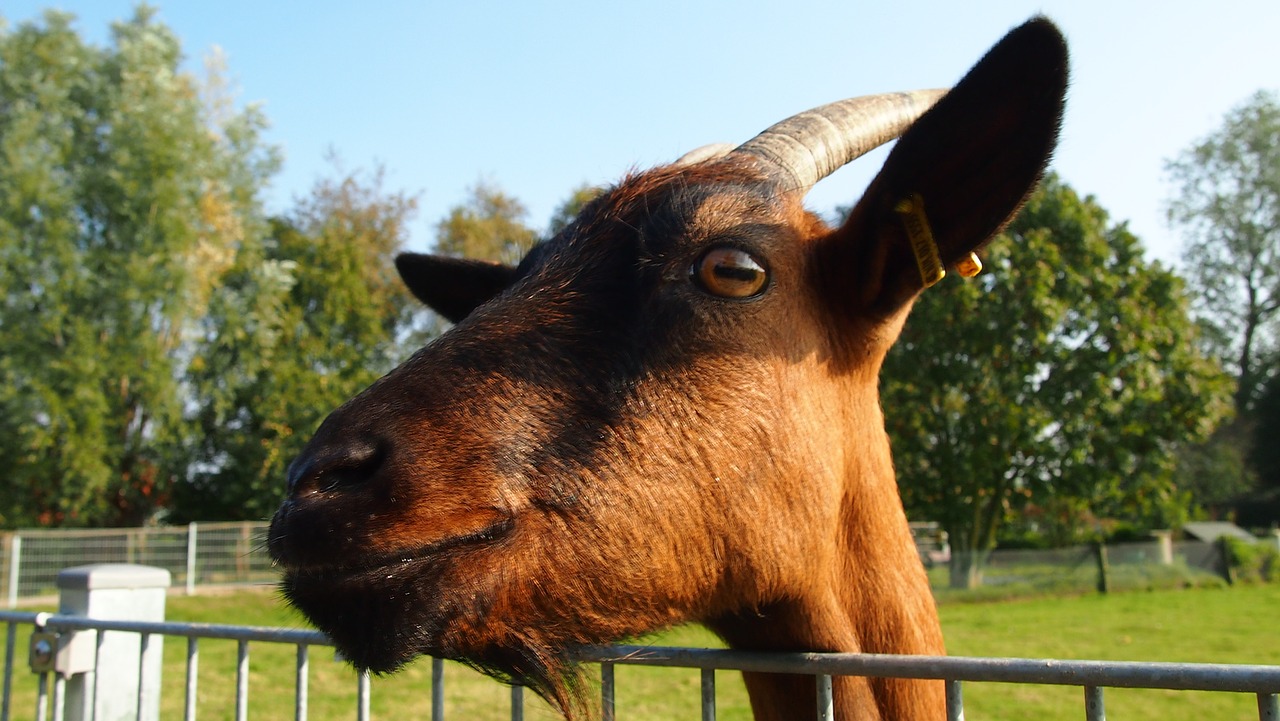 east frisia goat pet free photo