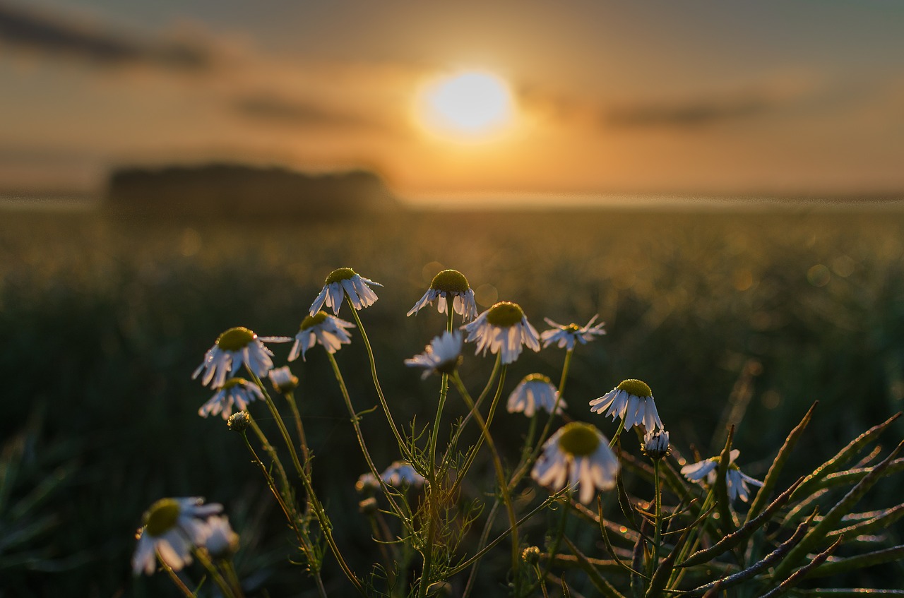 east słonca flowers the sun free photo