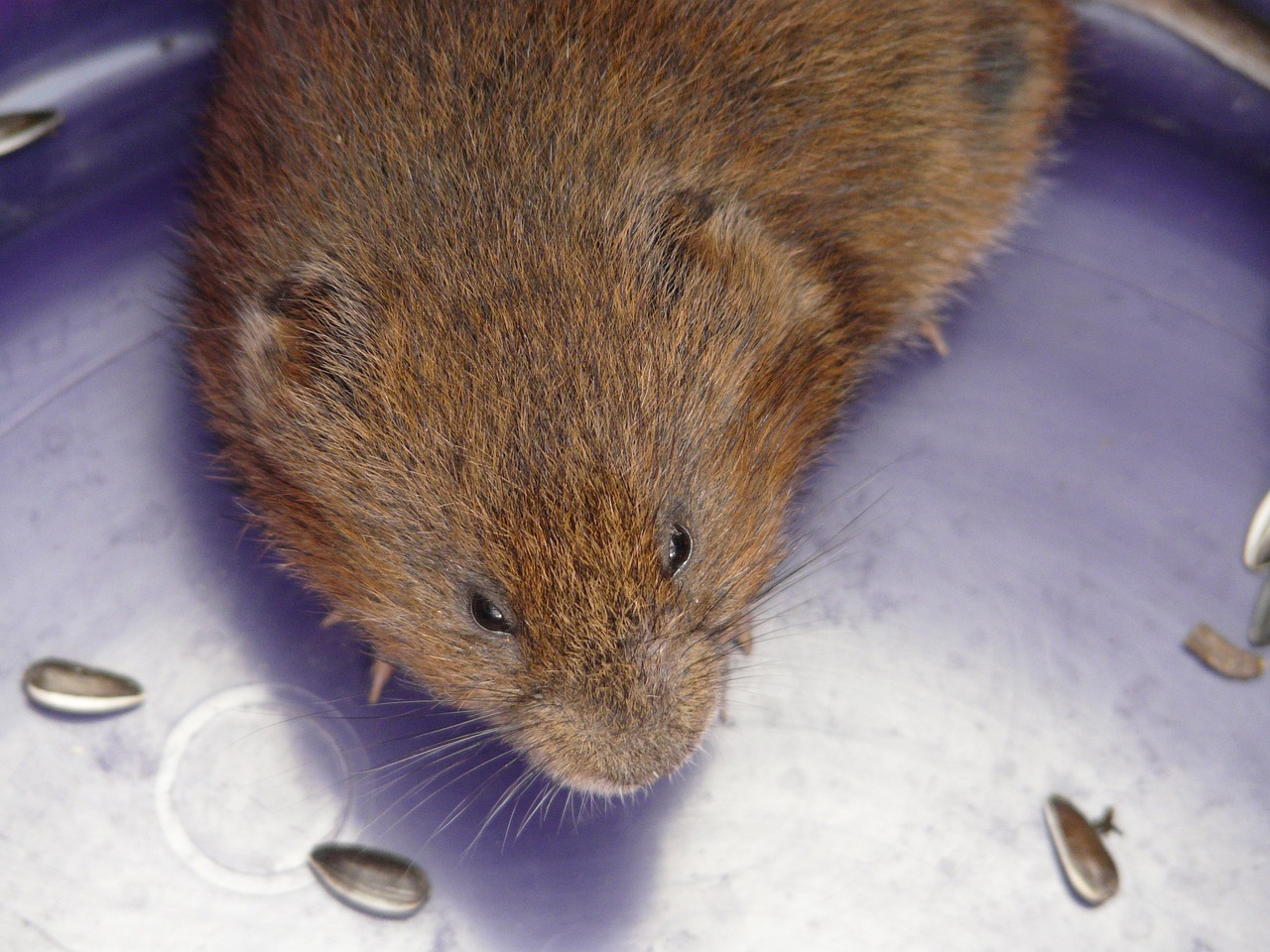 east water vole mouse water vole free photo