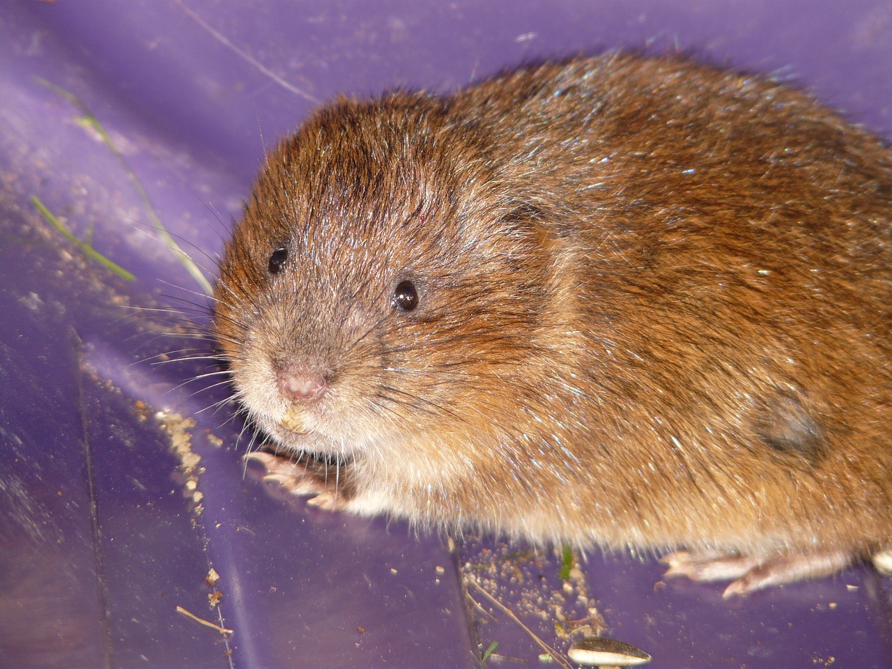 east water vole mouse face free photo