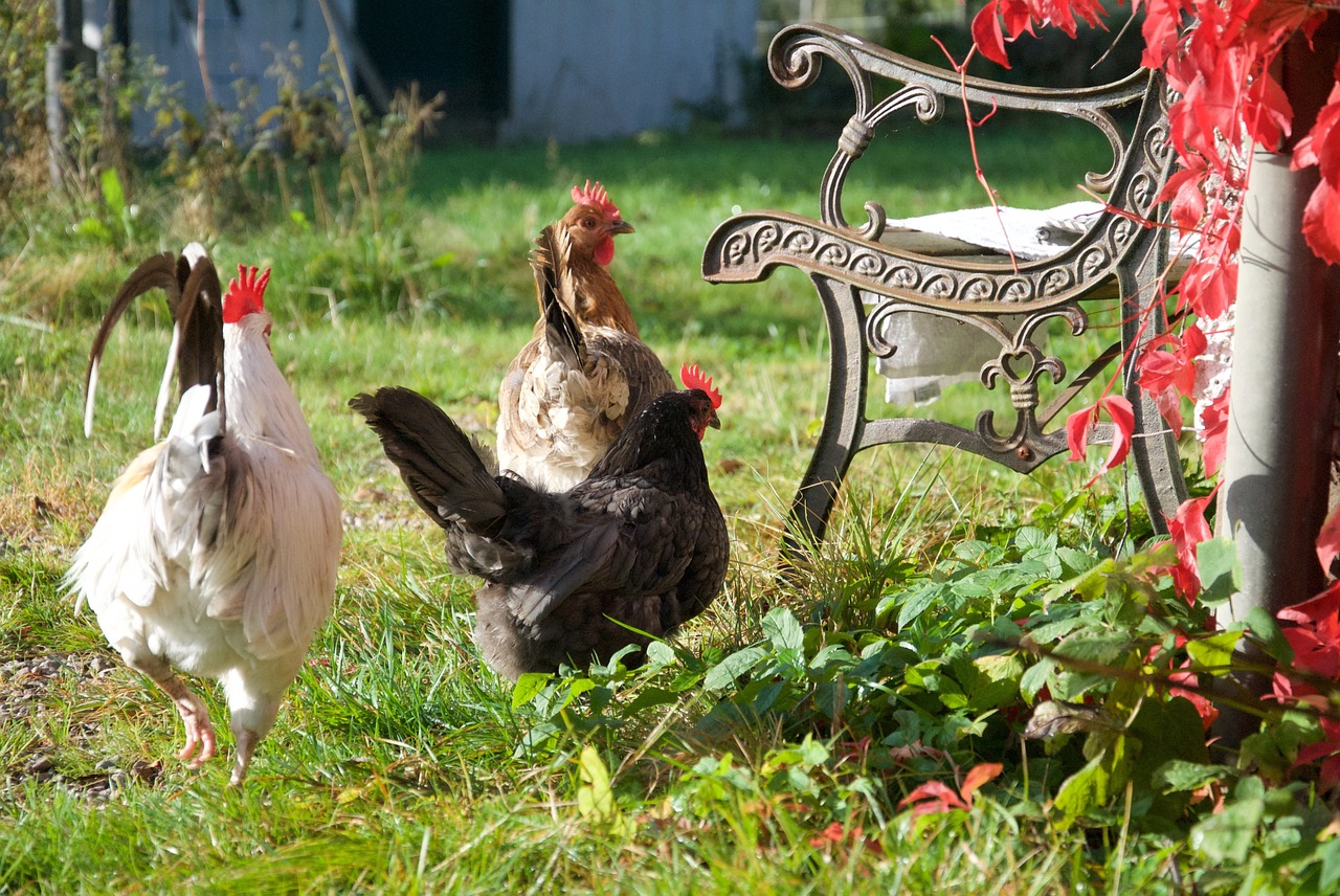 easter rooster hens free photo
