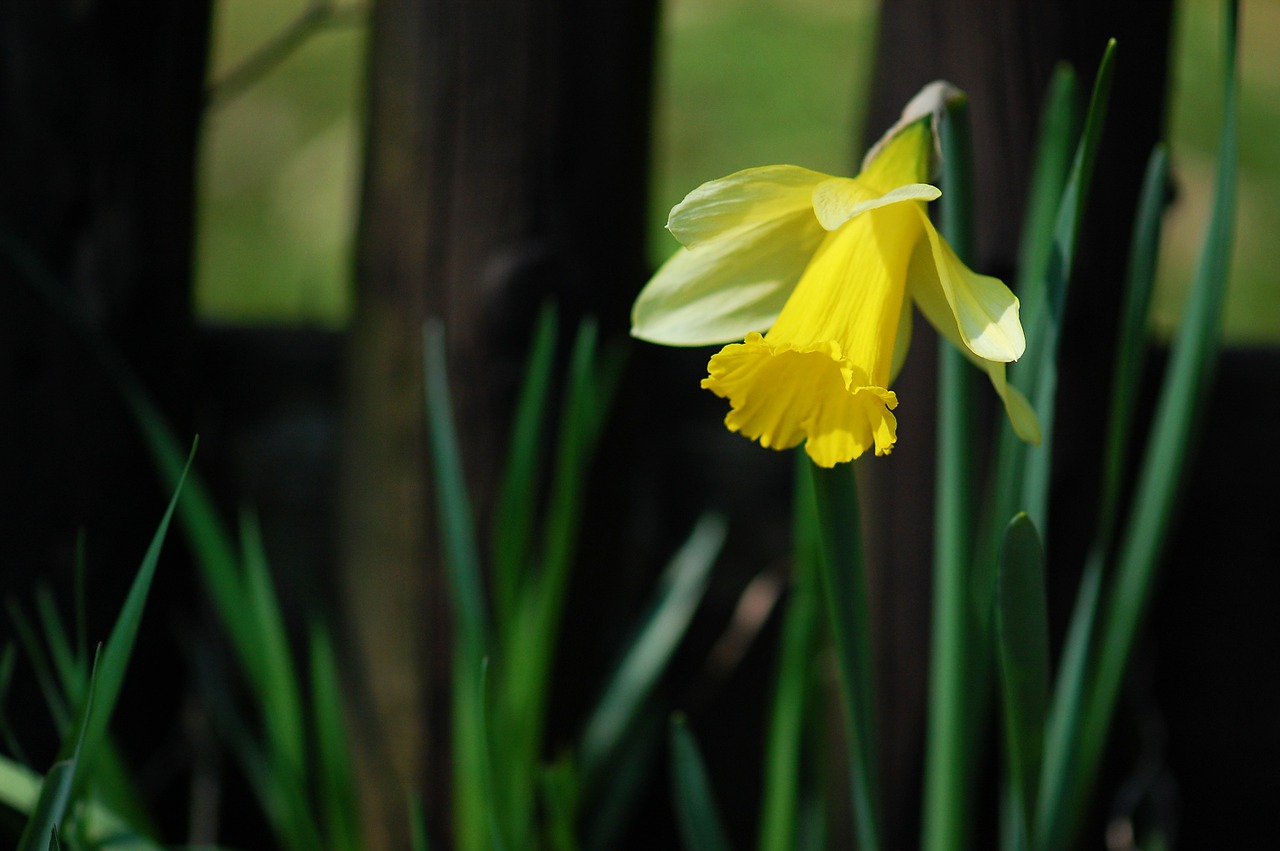 easter daffodil spring free photo