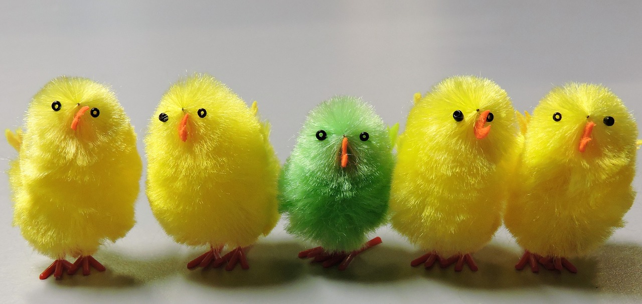 easter chicks cute free photo