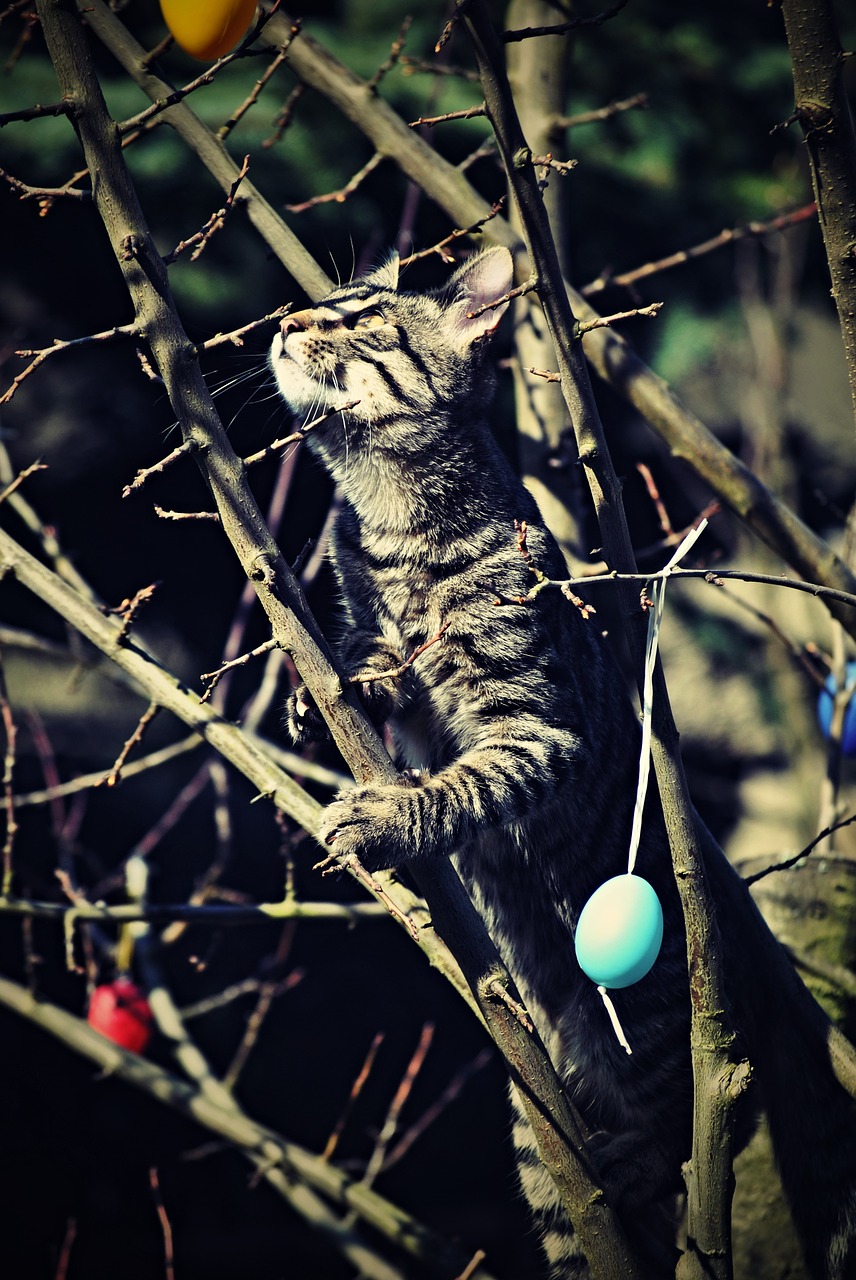 easter cat sun free photo