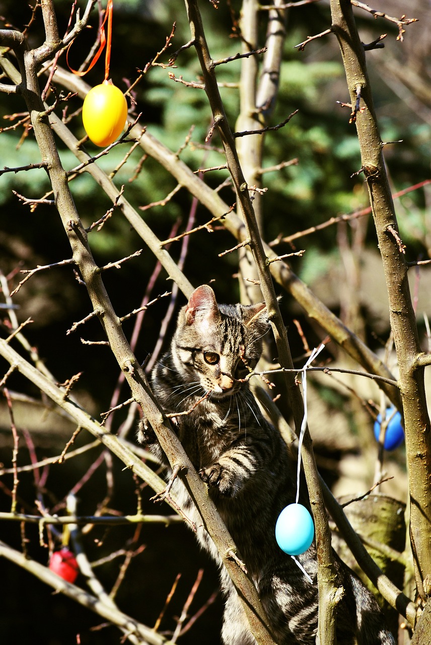 easter cat sun free photo