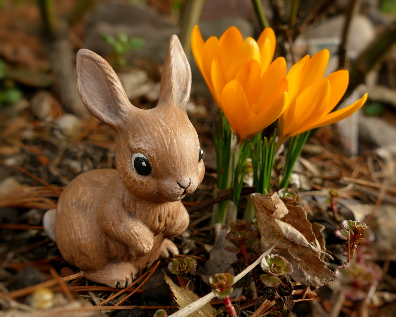 easter easter bunny hare free photo