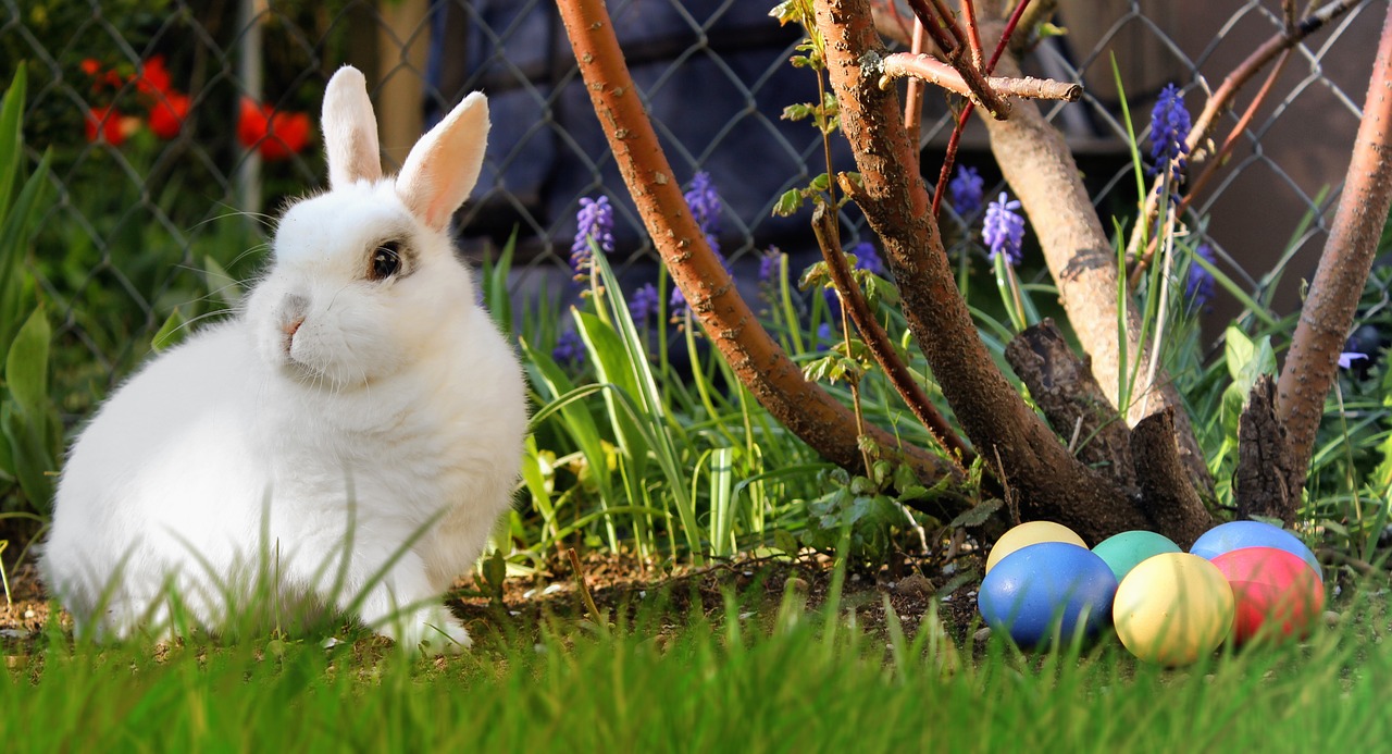easter hare white free photo