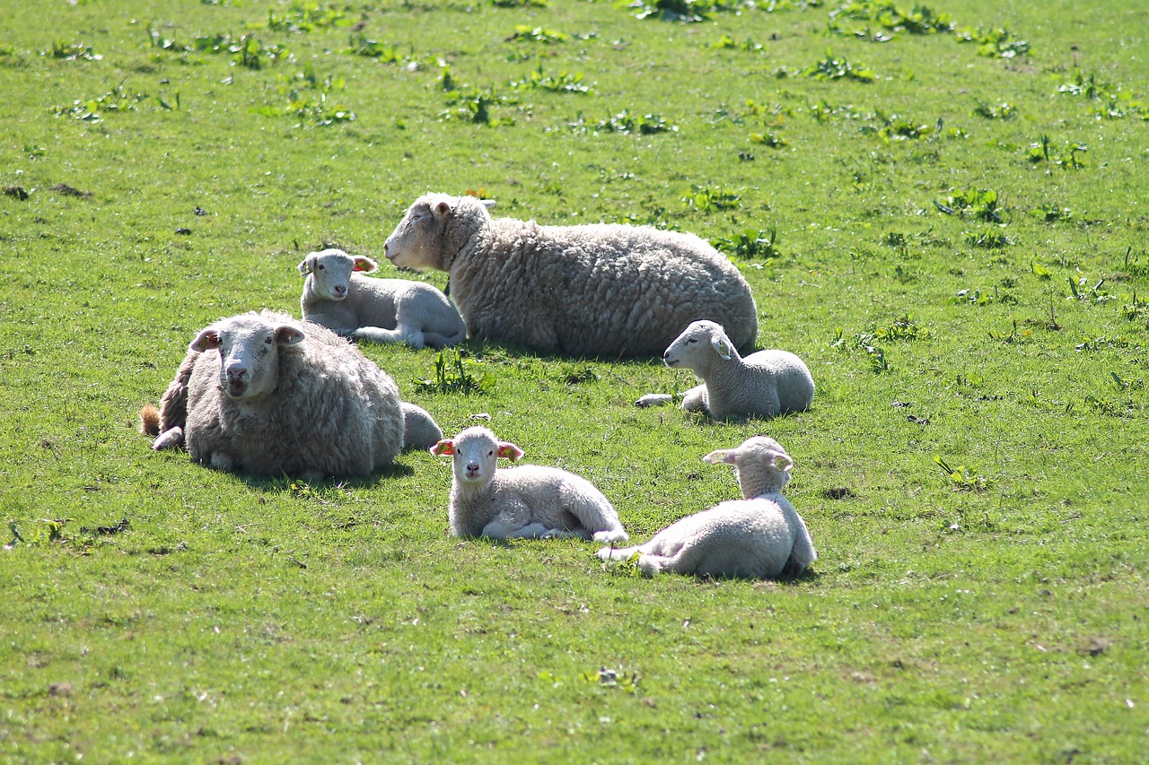 easter lamb easter lamb free photo