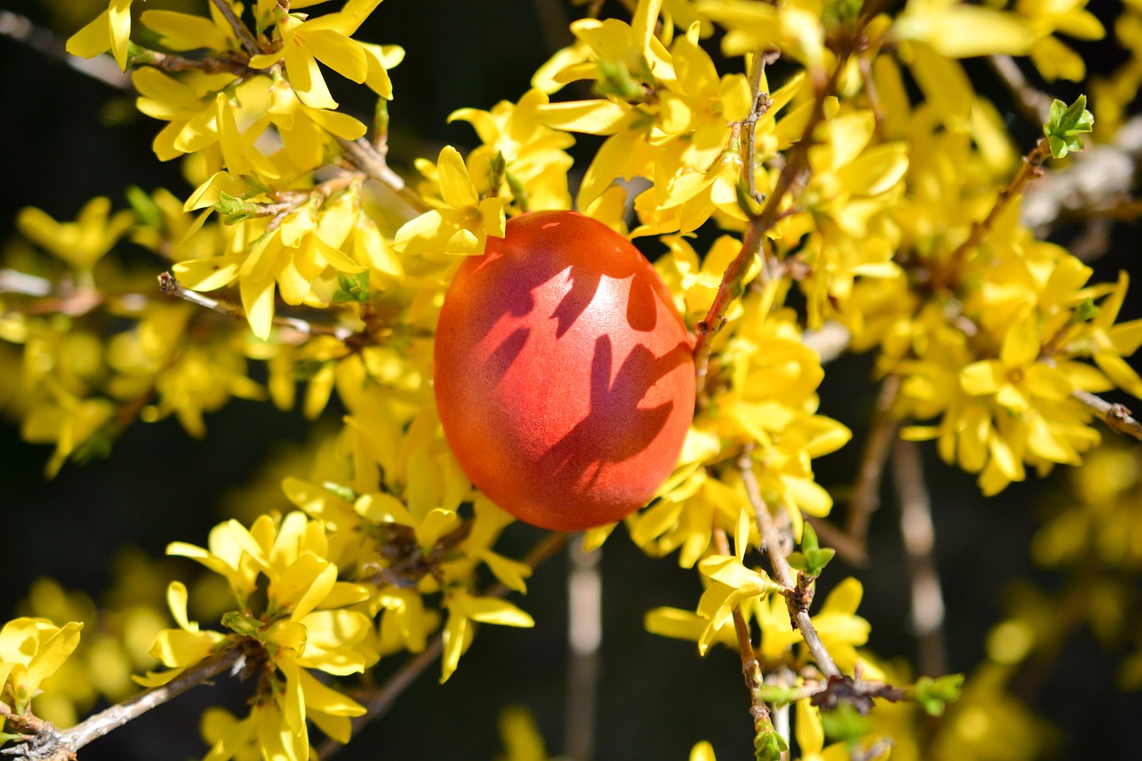 easter eggs colors free photo