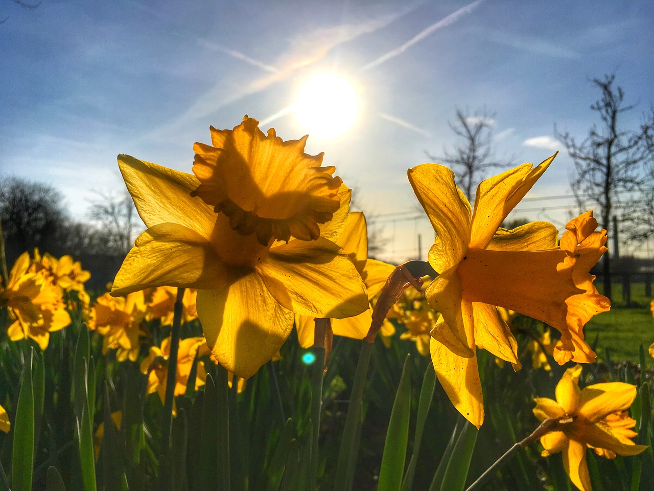 easter flower yellow free photo