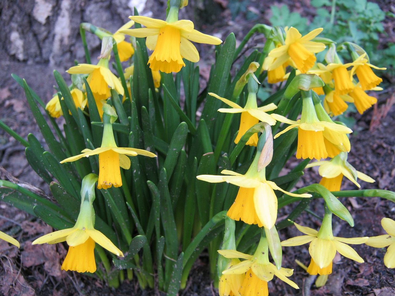 easter daffodils yellow free photo