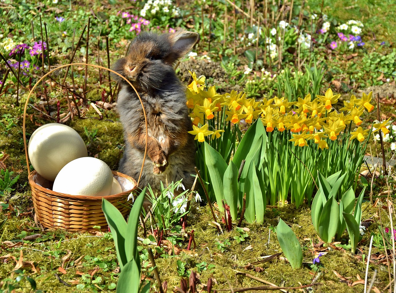 easter easter bunny beard rabbit free photo