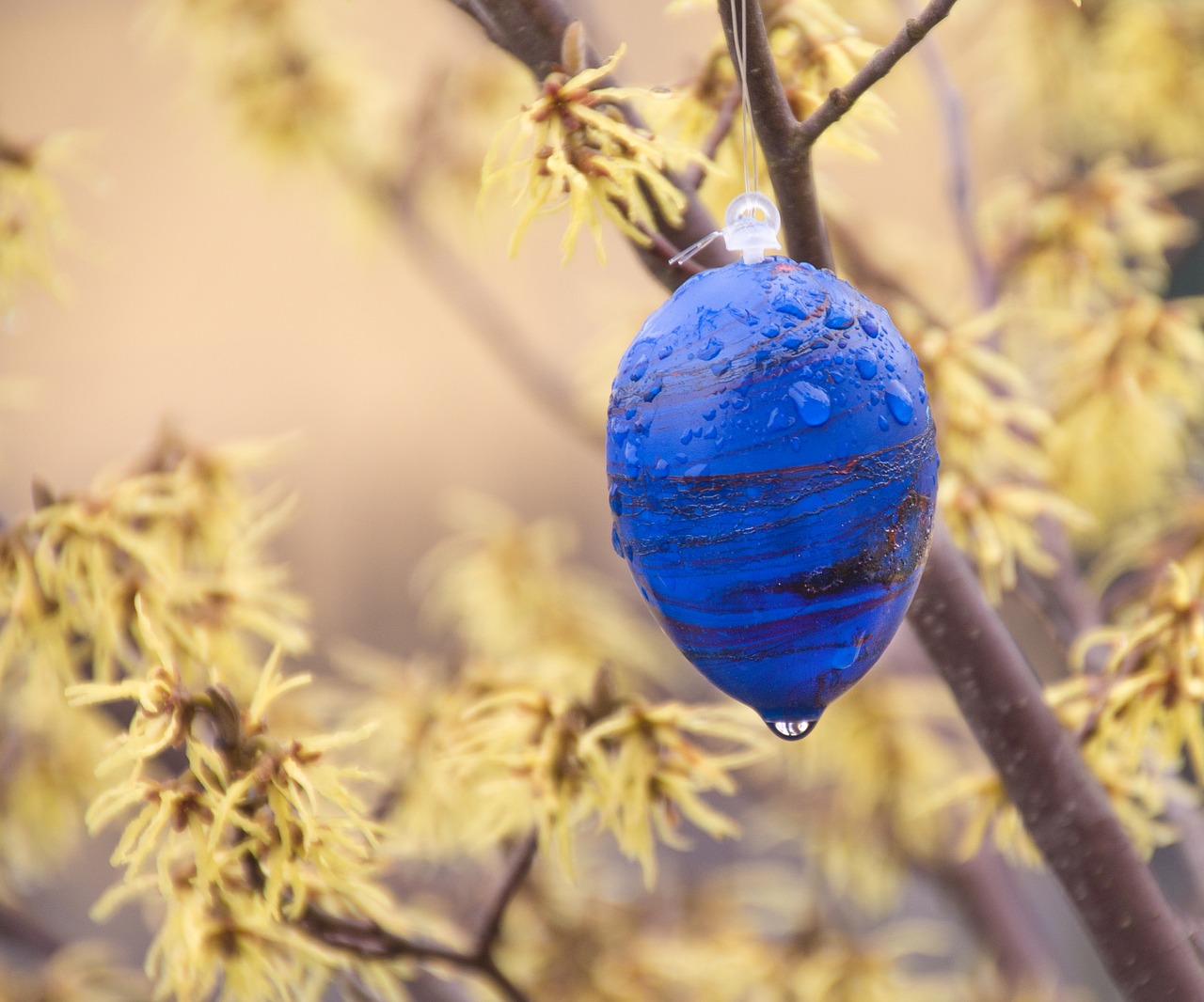 easter easter egg wet free photo