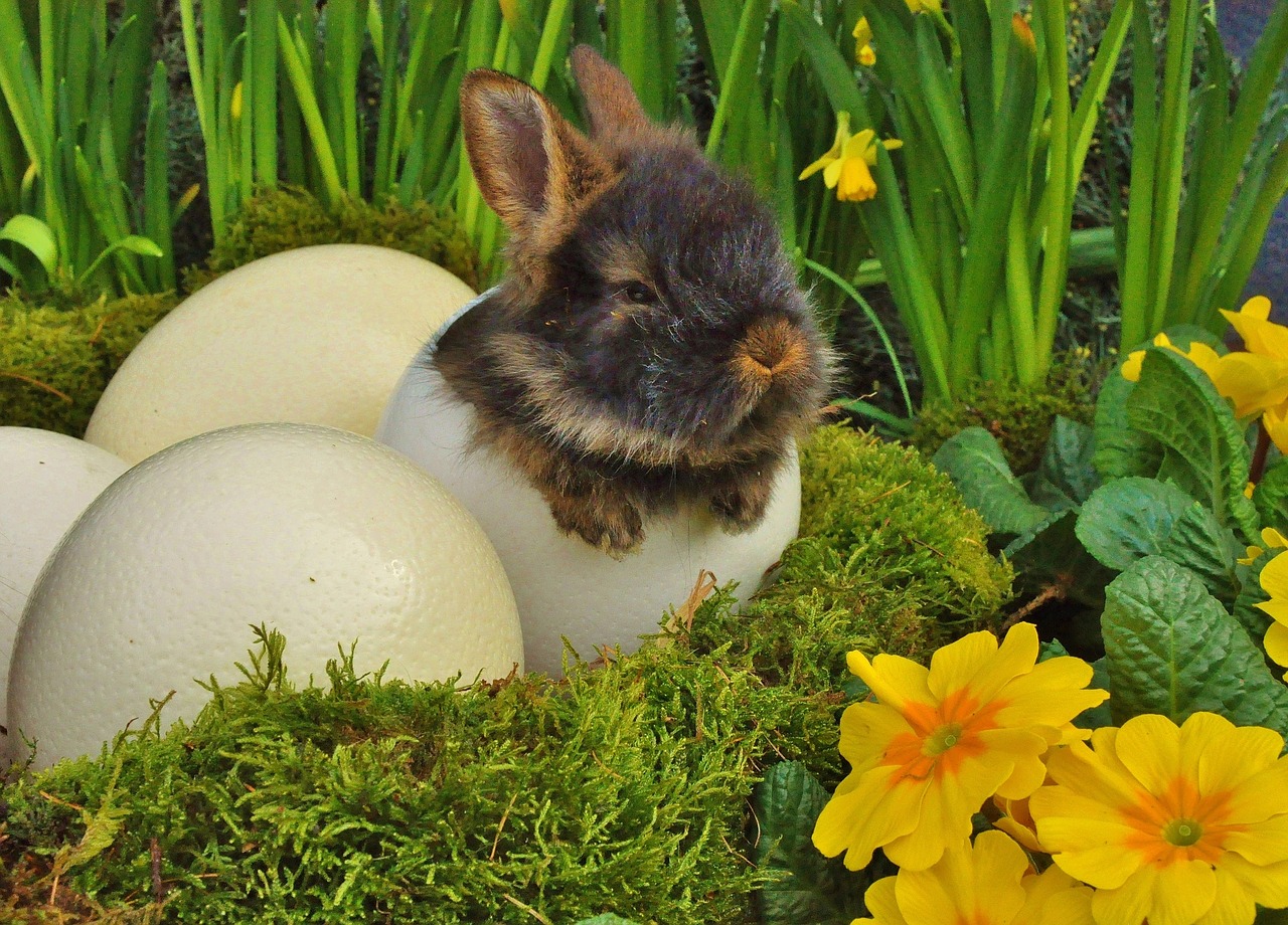 easter easter bunny rabbit free photo