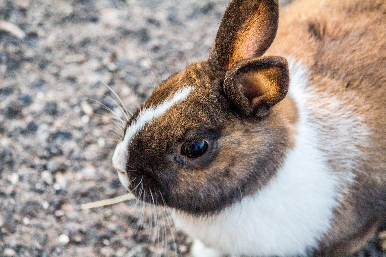 easter cute animal free photo