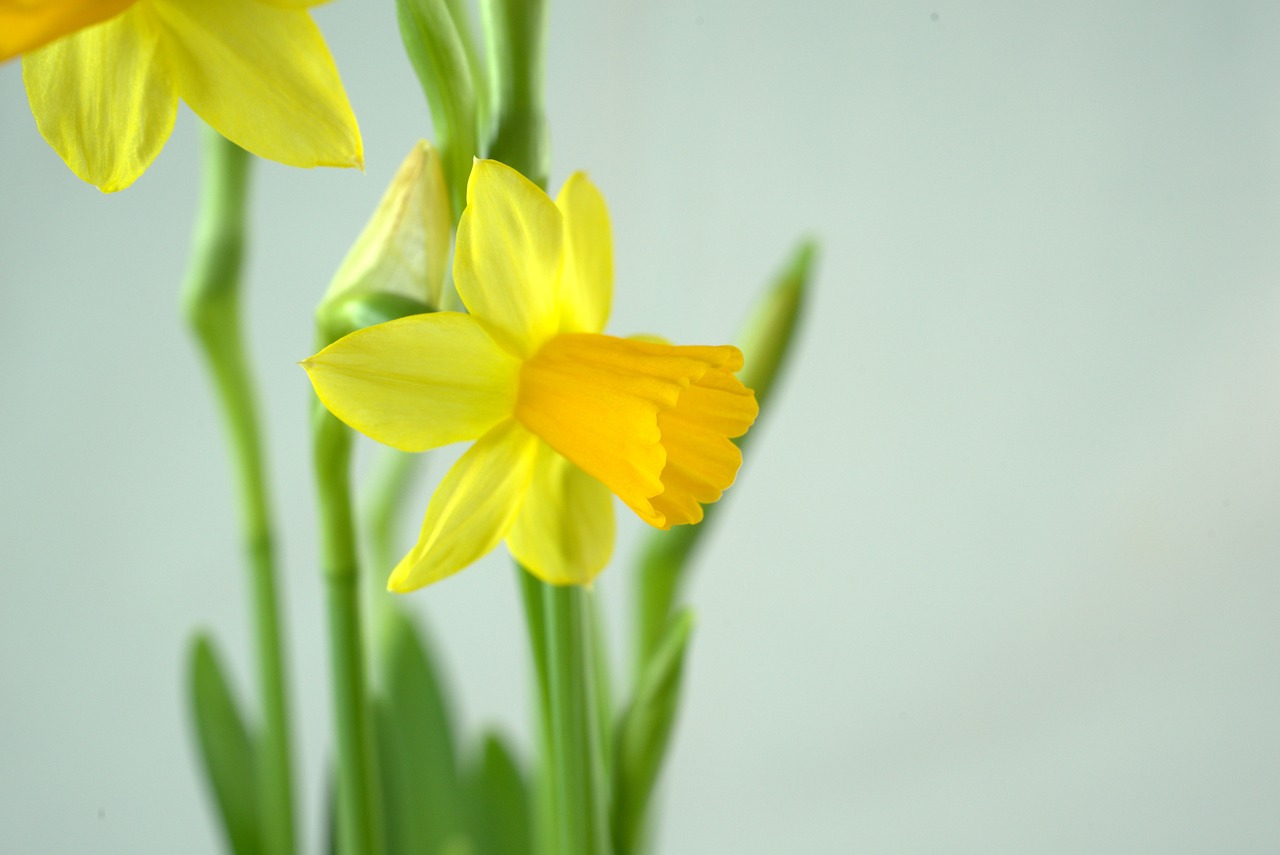 easter  daffodil  flower free photo