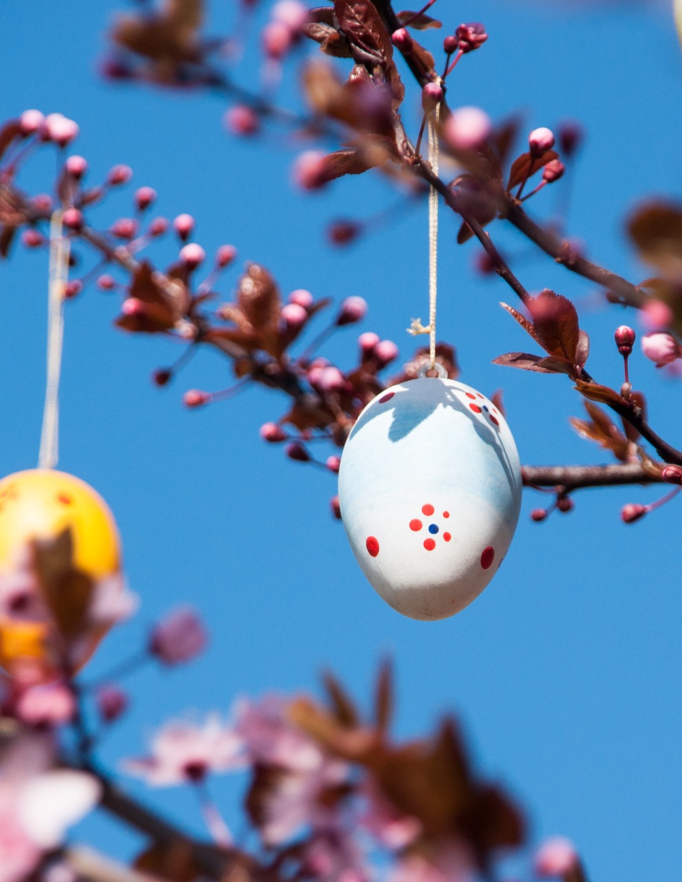 easter  easter egg  branch free photo