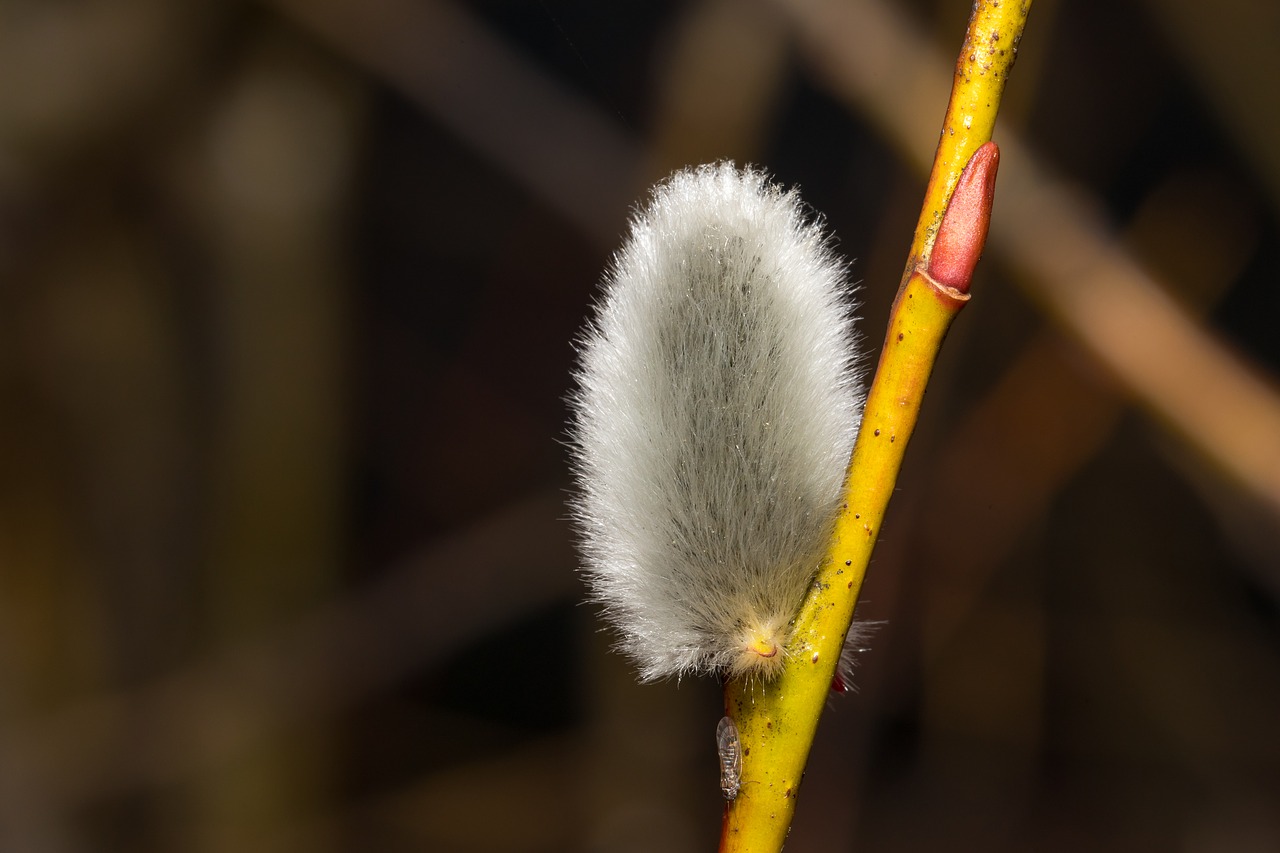 easter  palm branch  spring free photo