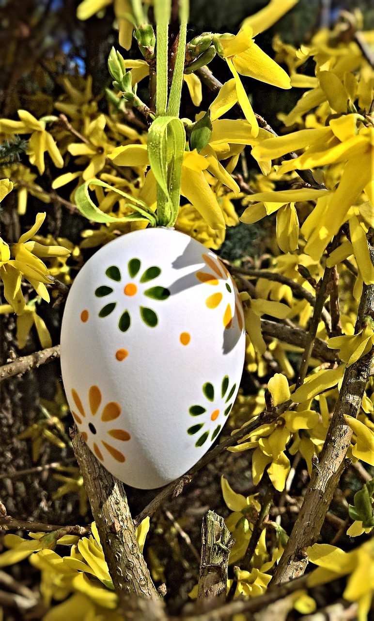 easter  forsythia shrub  easter egg free photo