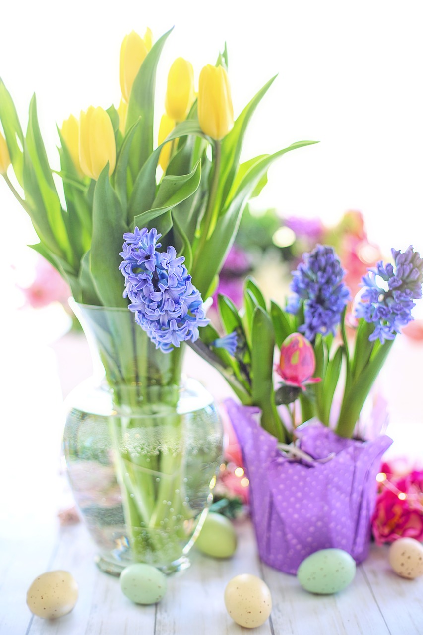 easter  hyacinth  purple free photo