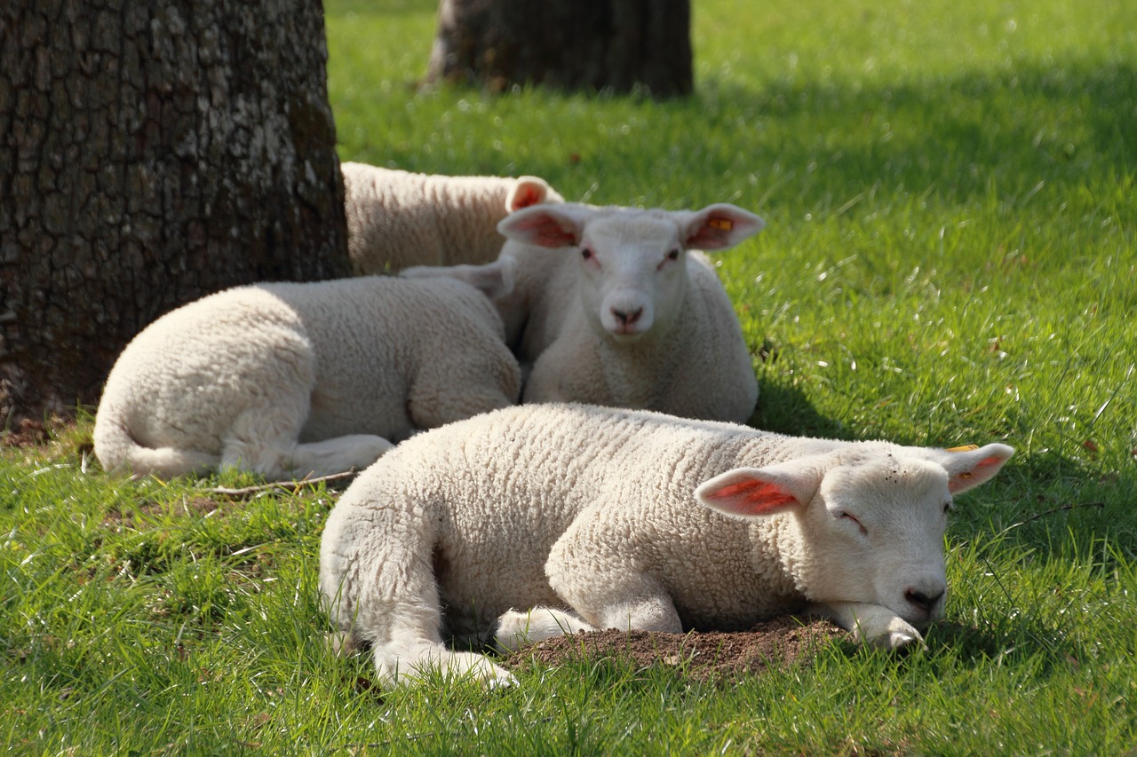 easter  lamb  cute free photo