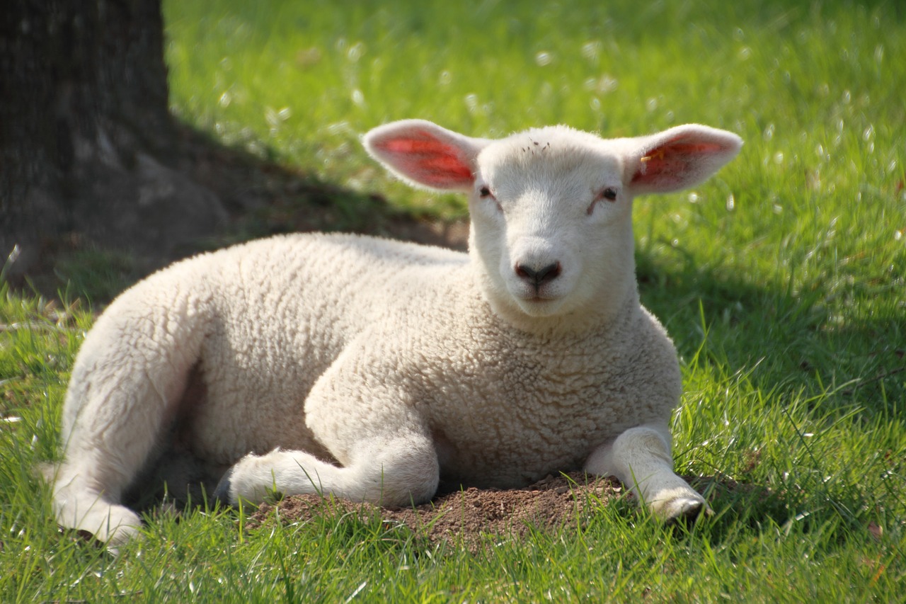 easter  lamb  cute free photo