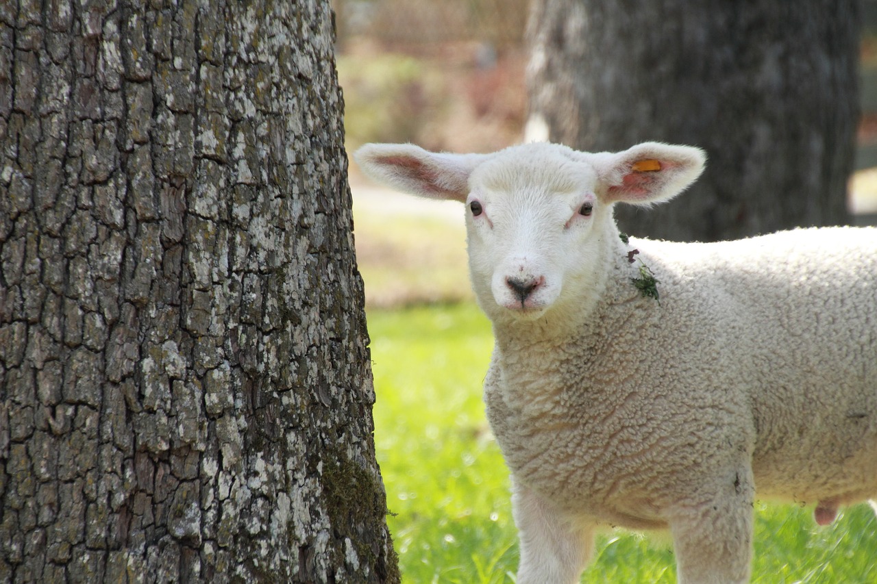easter  lamb  cute free photo