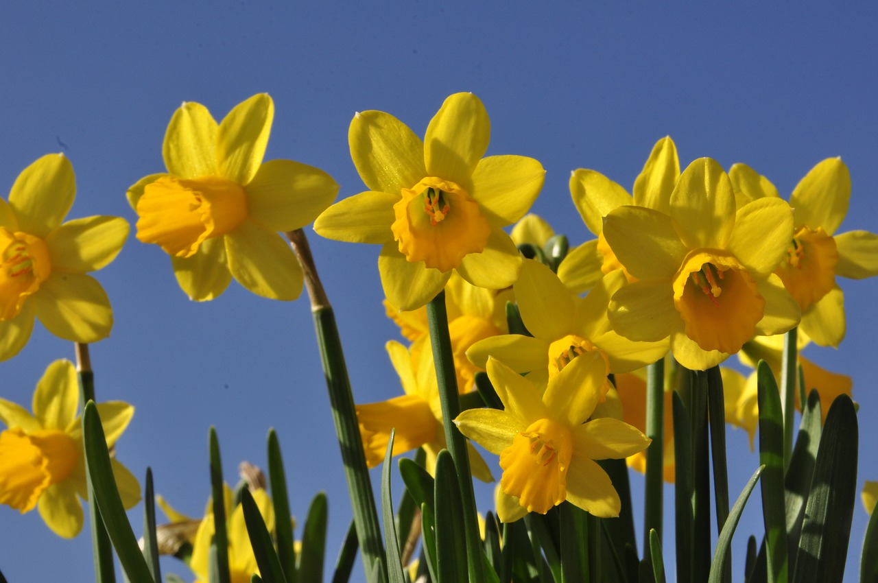 easter  osterglocken  flowers free photo